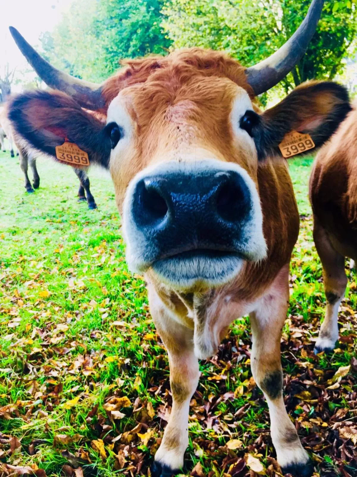 Other in La Romance et la Romanesque