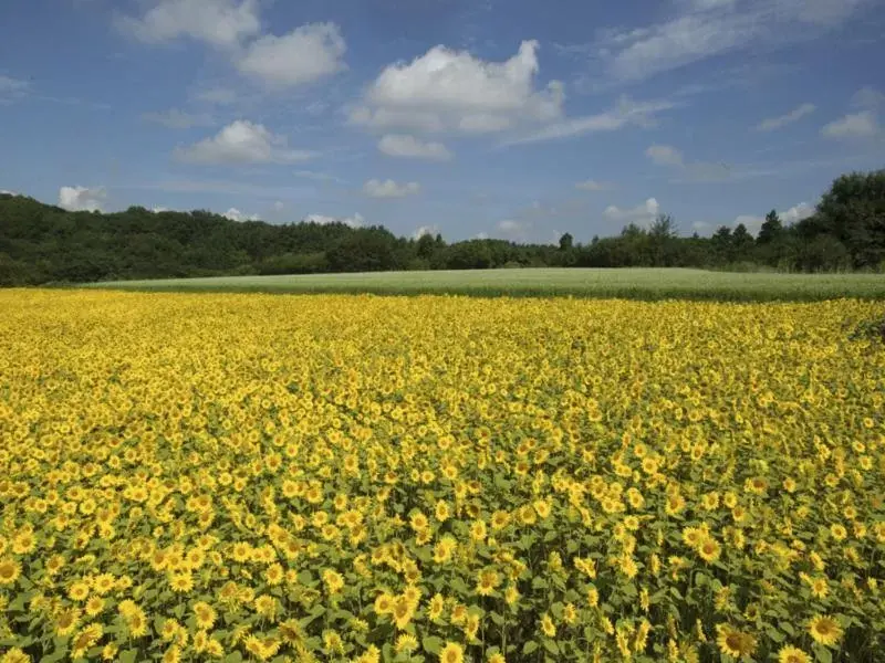 Natural Landscape in Smile Hotel Hachinohe