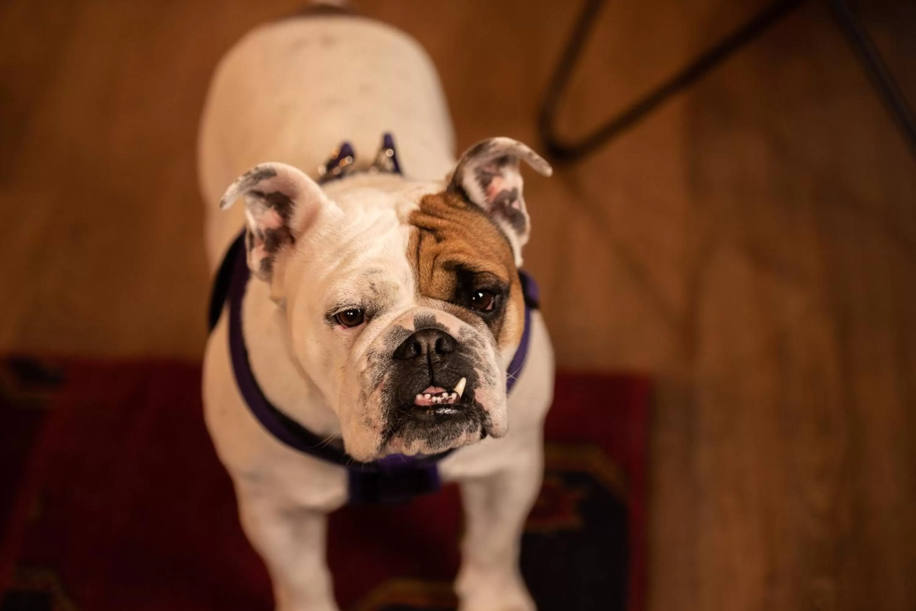 Pets in Loyal Duke Lodge