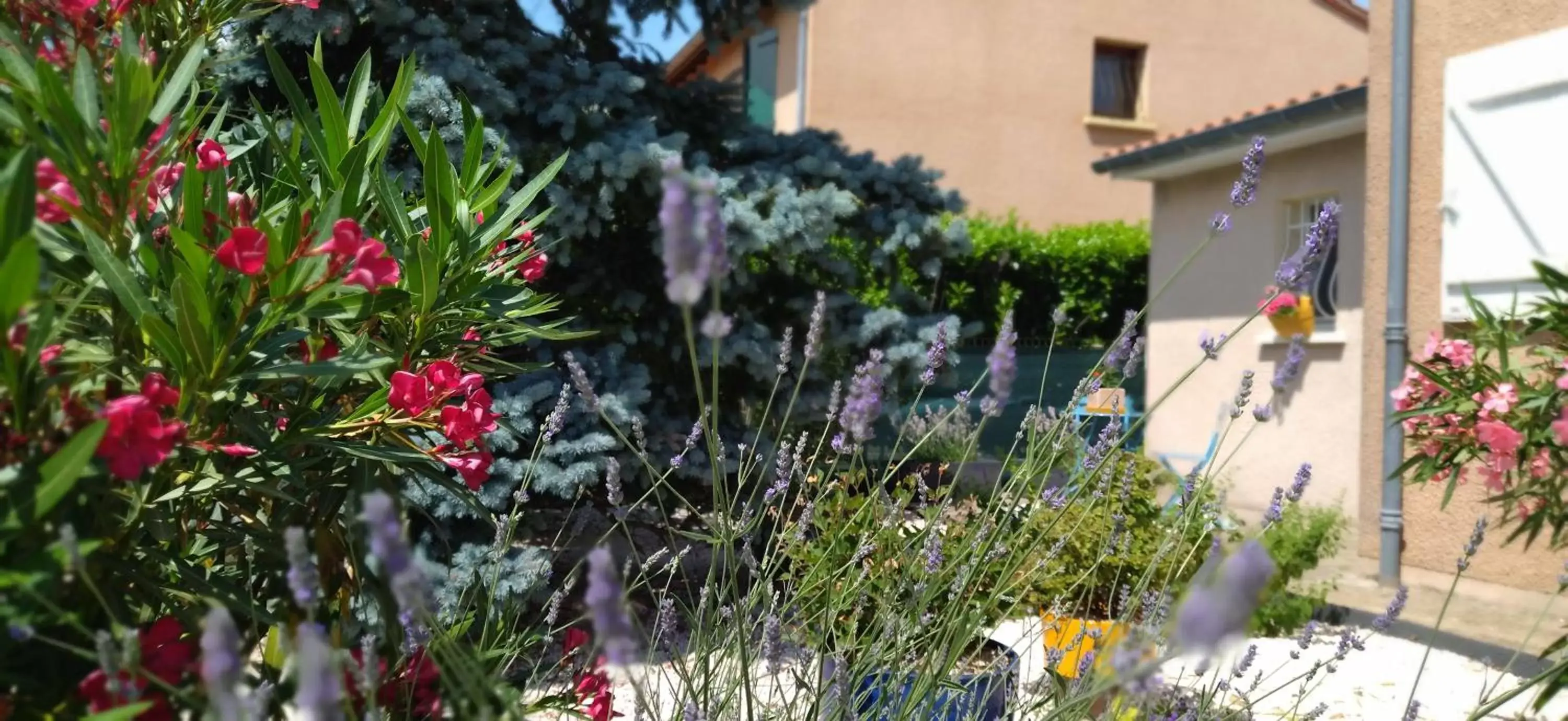 Garden, Property Building in Fleurs de Cosmos