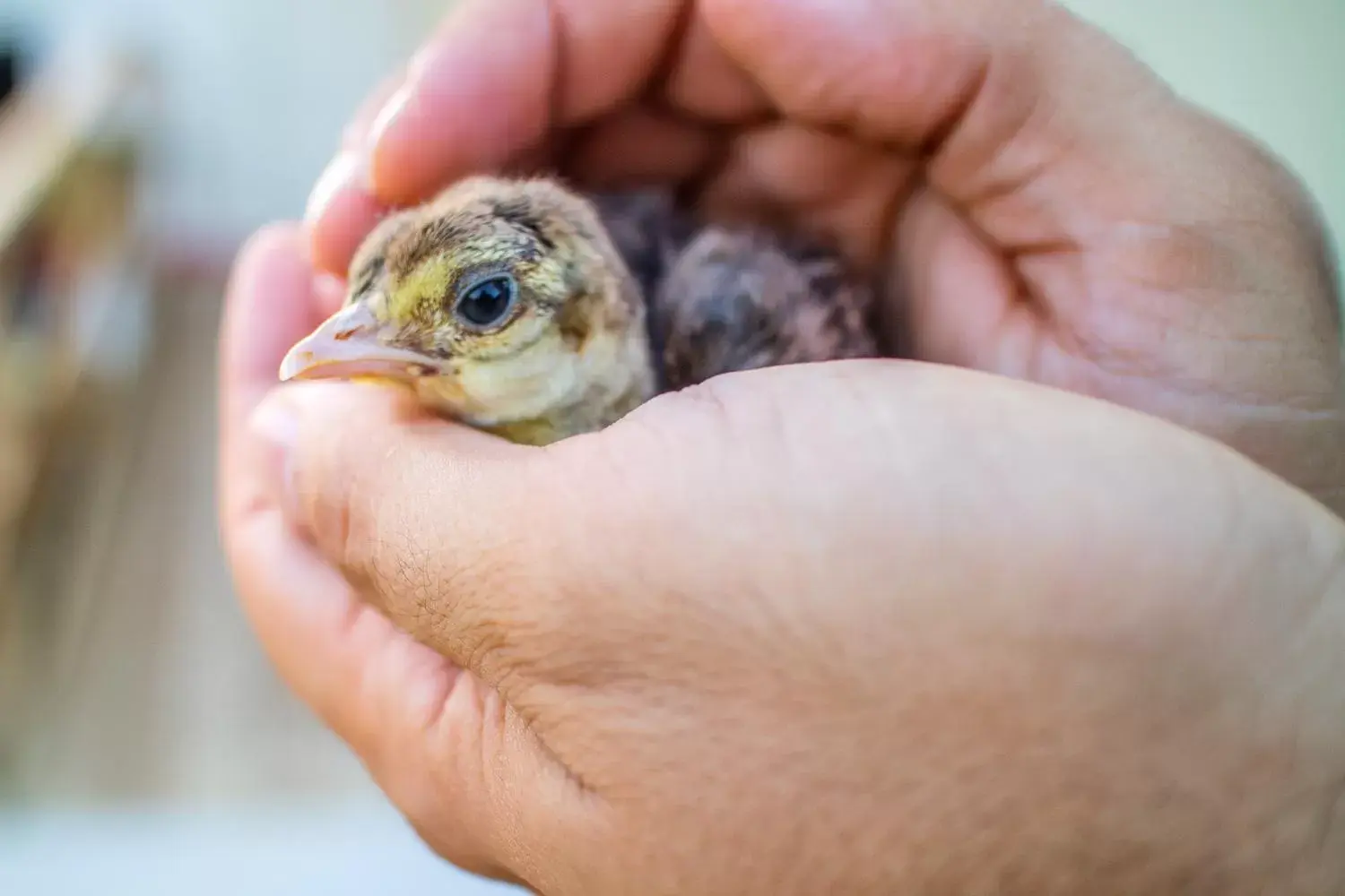 Animals, Other Animals in Il Gallo Con Gli Stivali