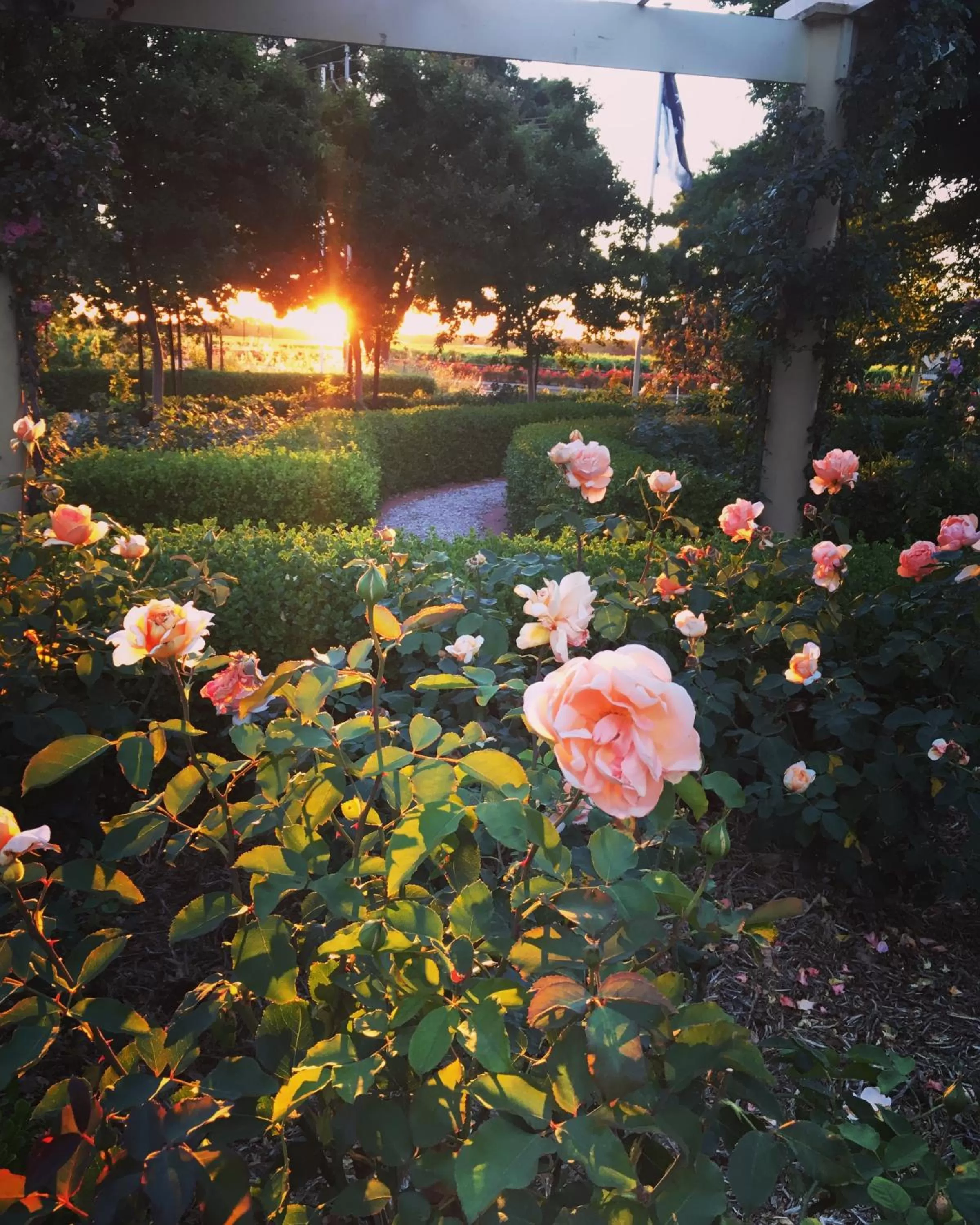 Garden in Barossa House