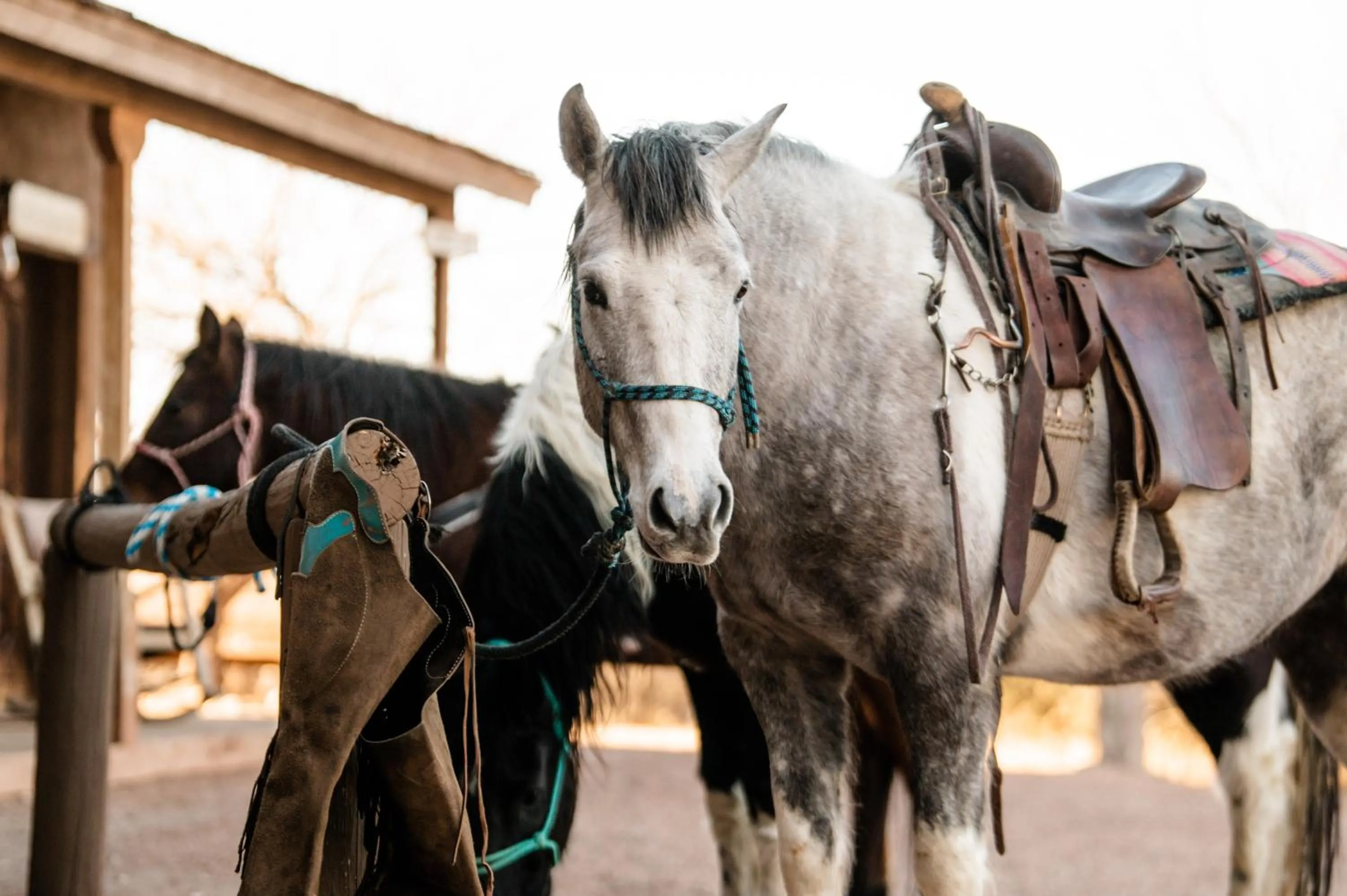 Animals in Tombstone Monument Guest Ranch