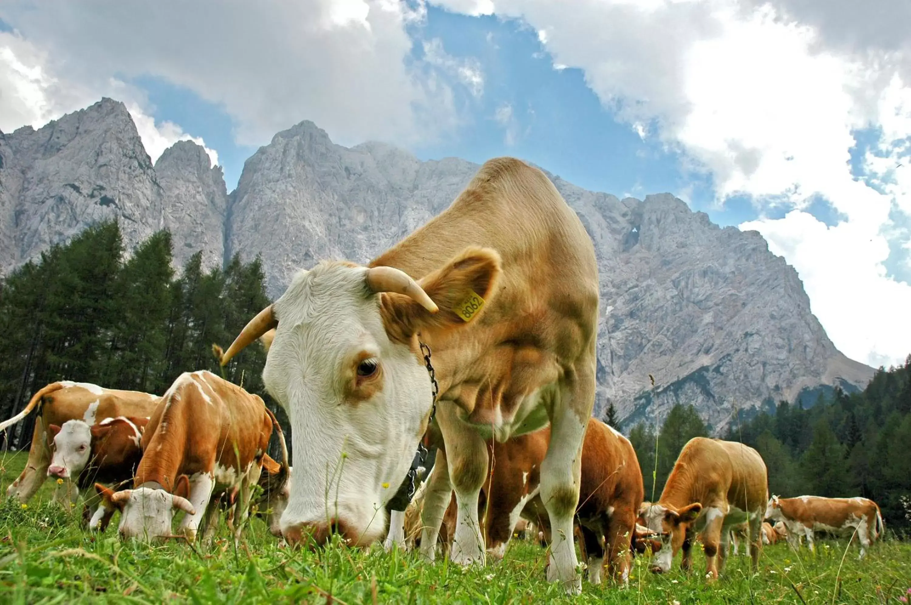 Hiking, Other Animals in Bohinj Eco Hotel