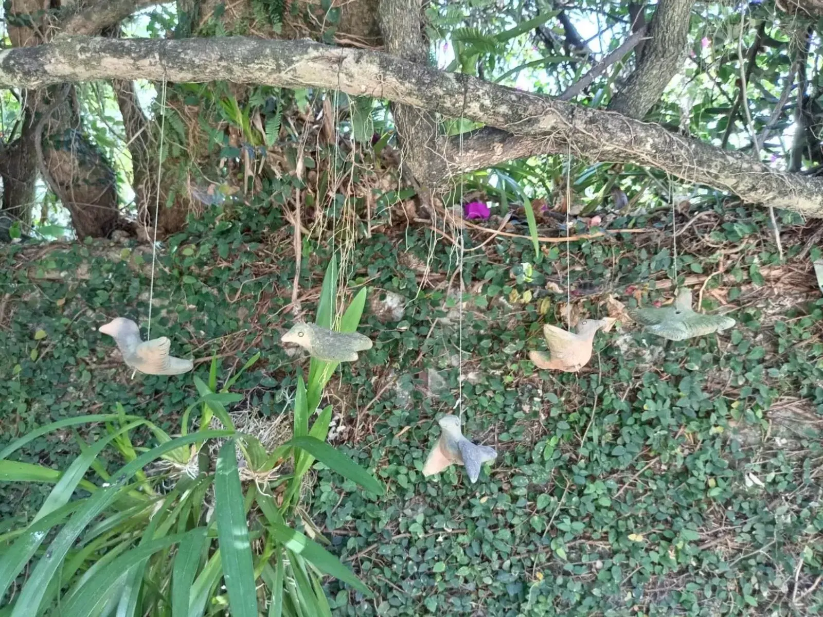 Natural landscape, Other Animals in Hotel Boutique Casabella