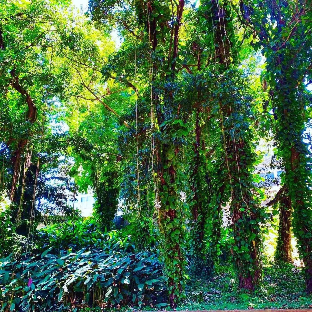 Natural landscape in Hotel Cataguases