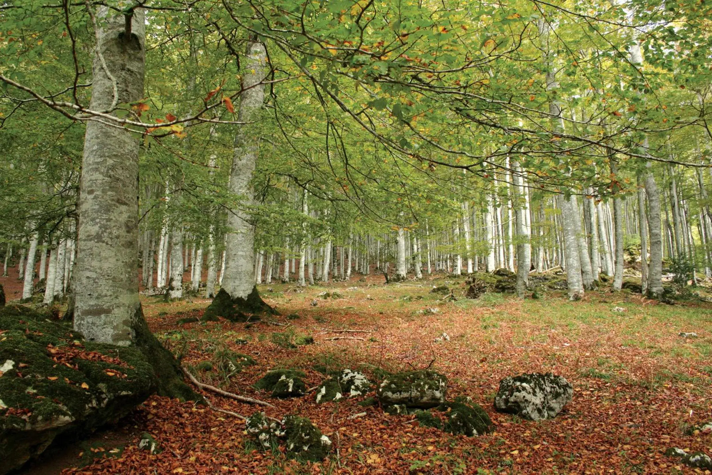 Natural landscape, Garden in Hotel Lemik