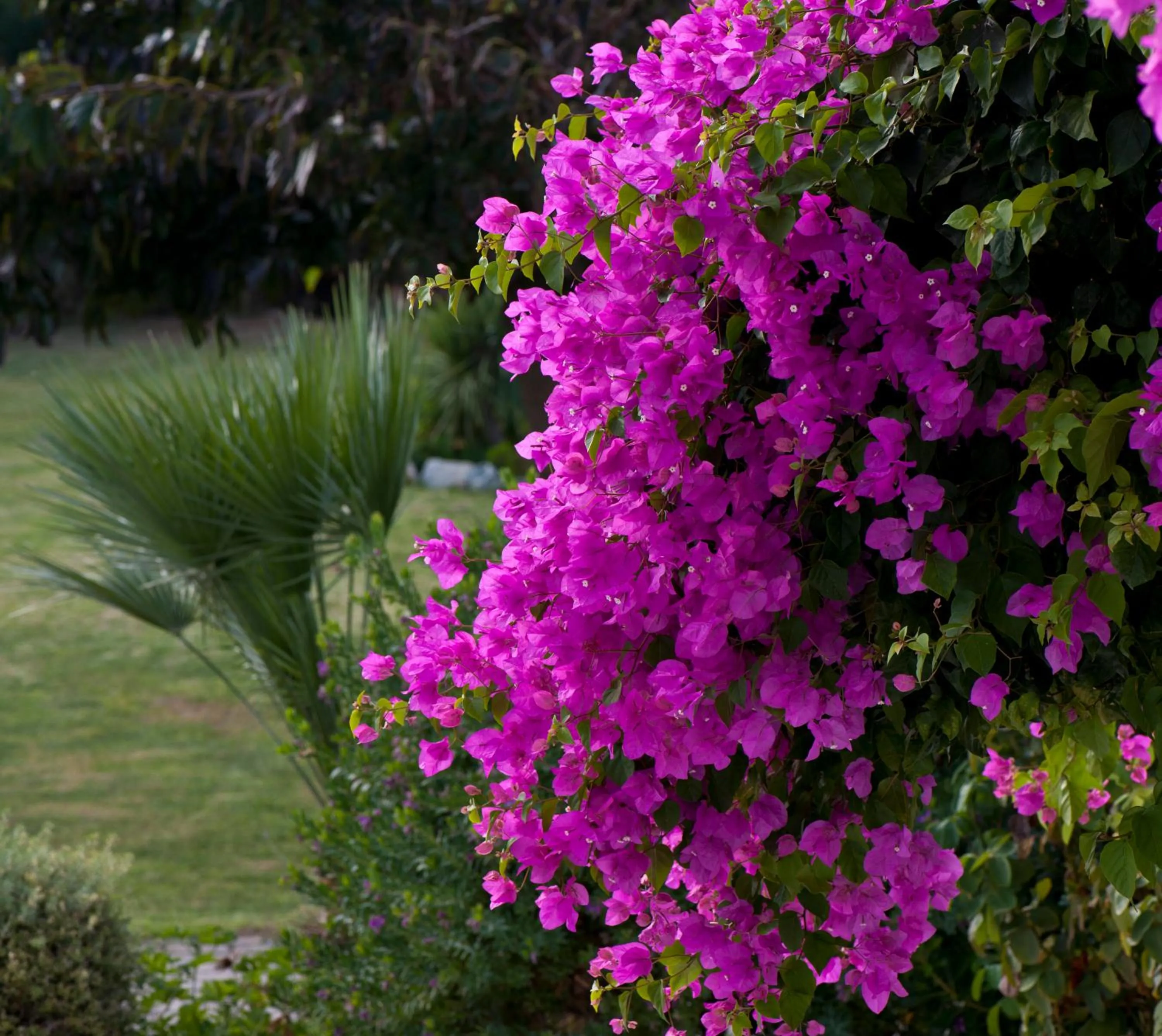 Garden in Ammos Naxos Exclusive Apartments & Studios