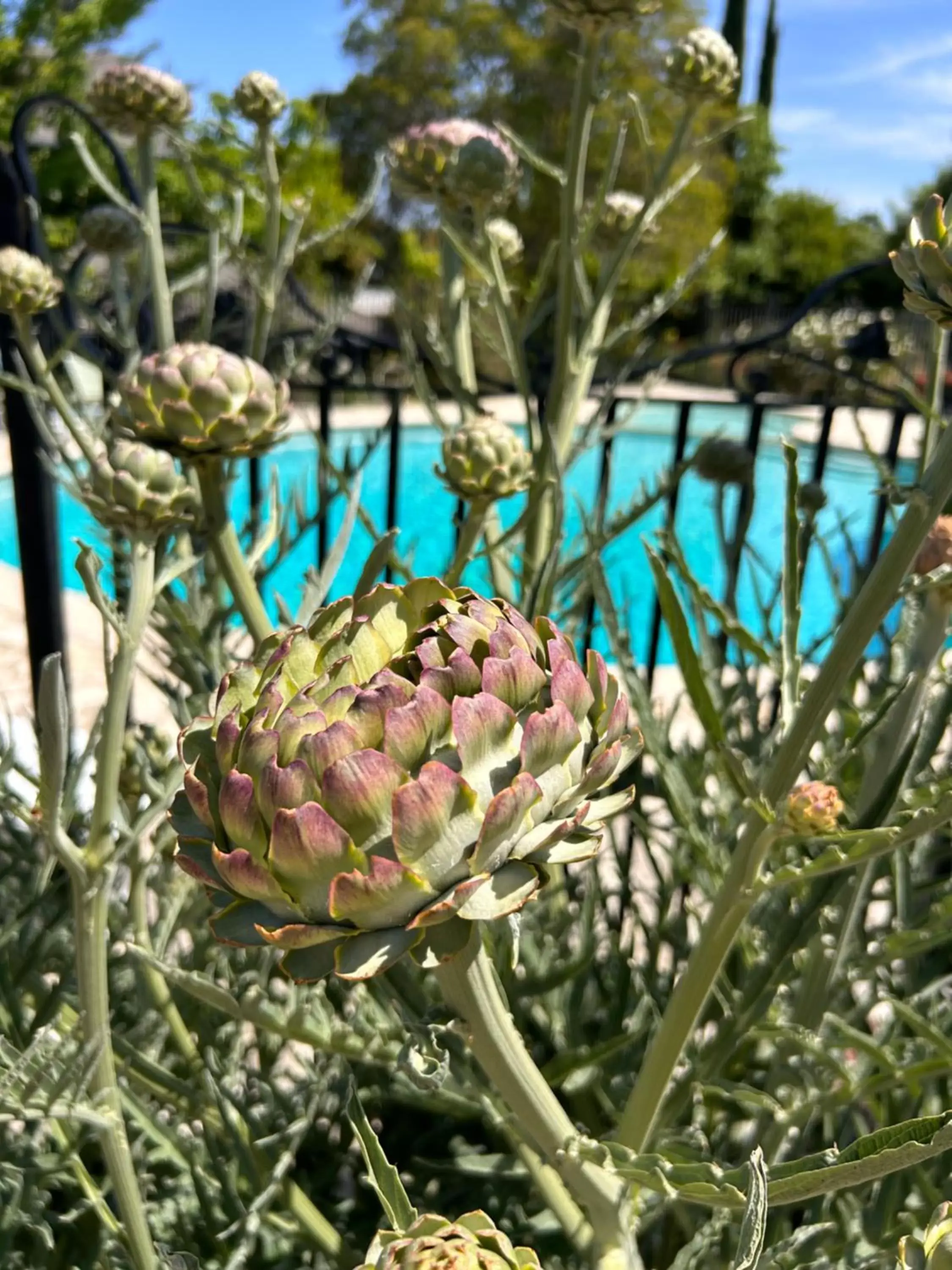 Garden, Swimming Pool in Inn Paradiso