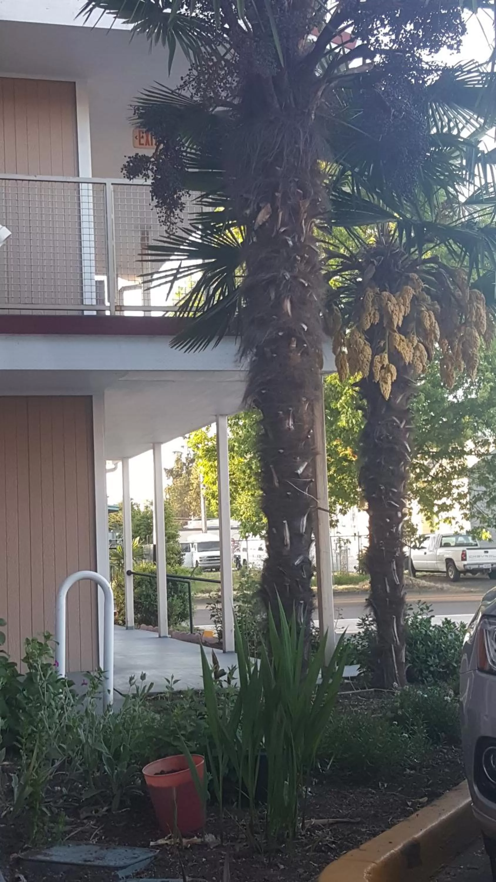 Garden in Express Inn & Suites Eugene