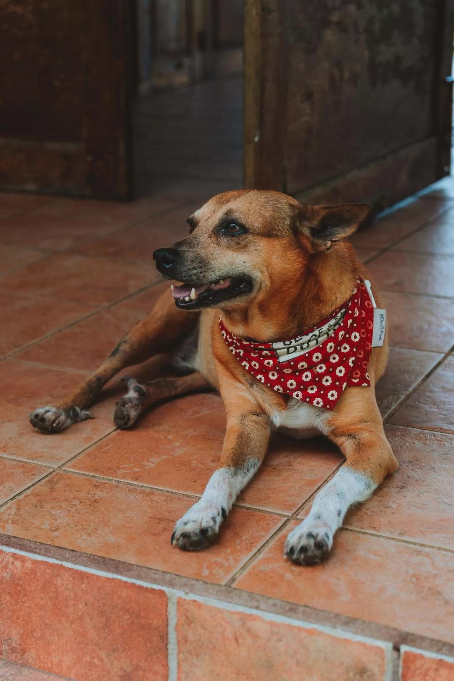 Animals in Bird Island Bungalows