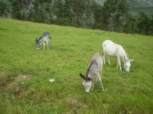 Area and facilities, Other Animals in Casa de Aldea Ruiloba