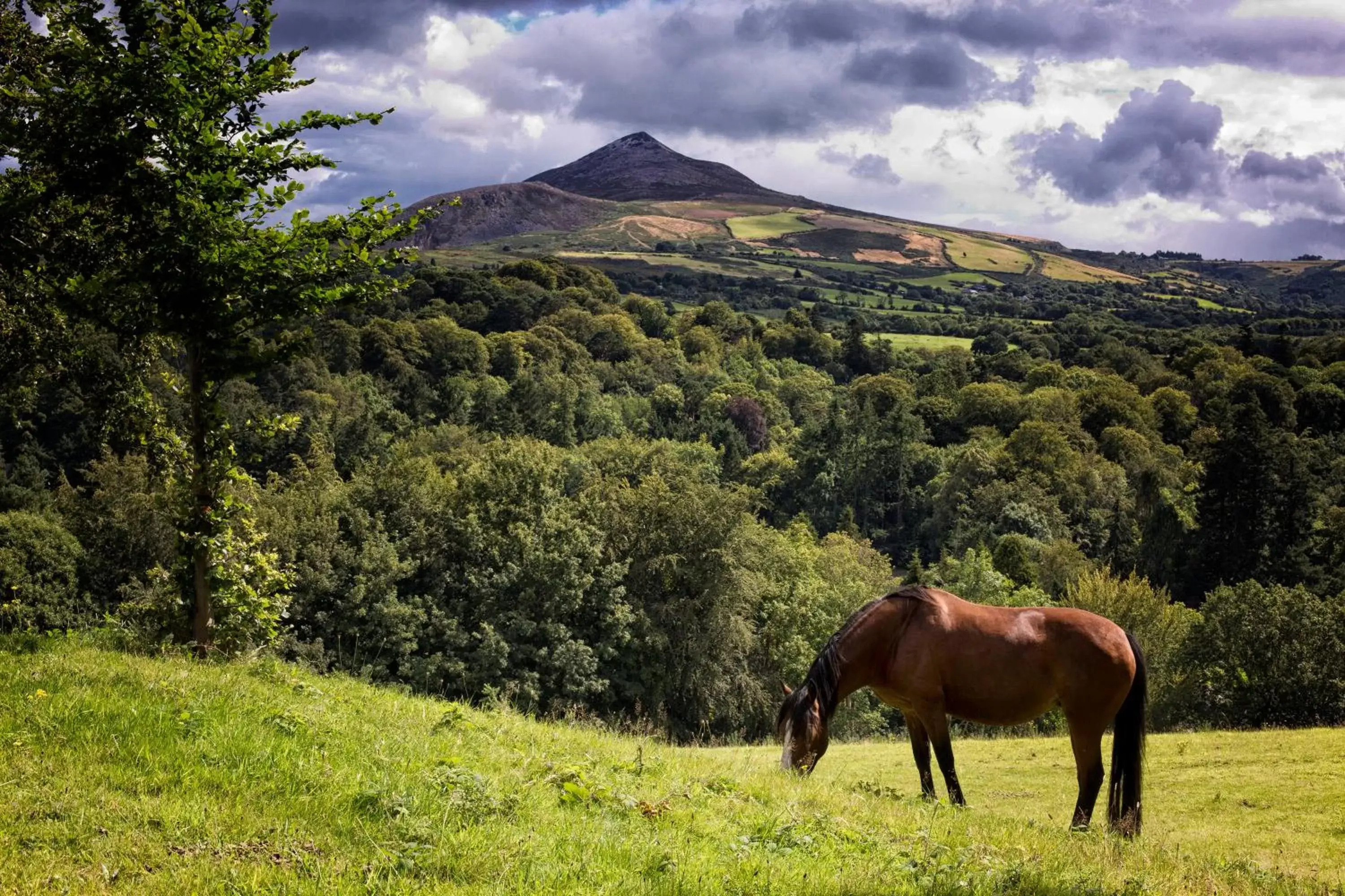 Hiking in Woodenbridge Hotel