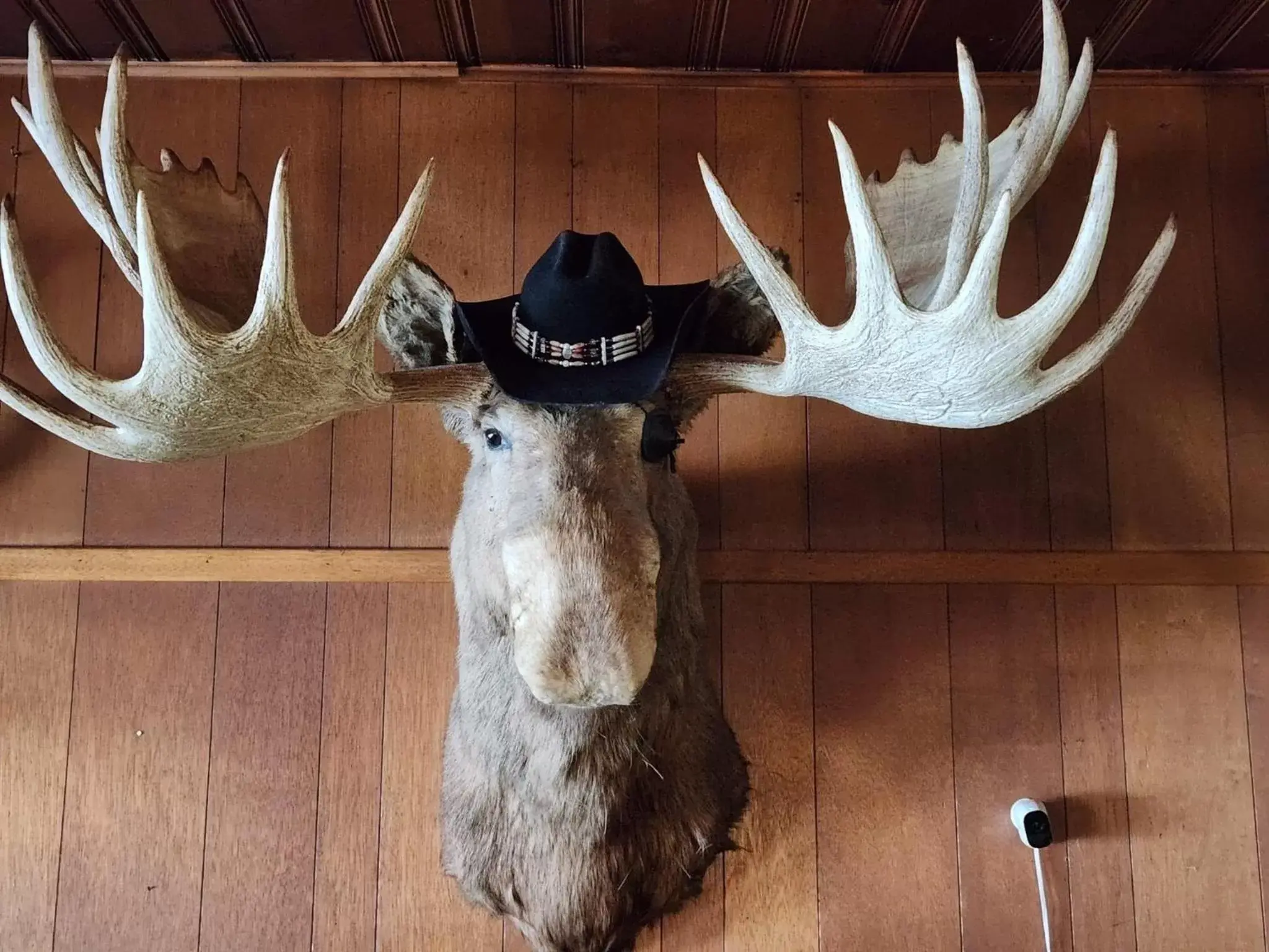 Lounge or bar, Other Animals in Tolsona Lake Lodge