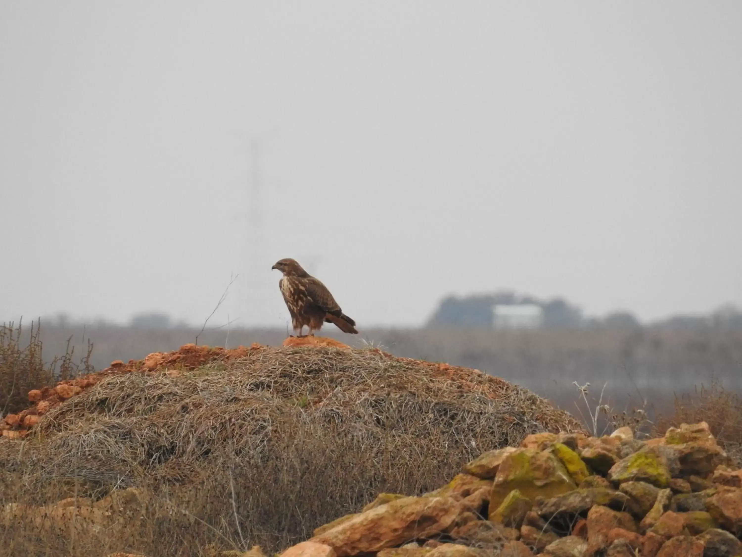 Activities, Other Animals in Finca El Romeral