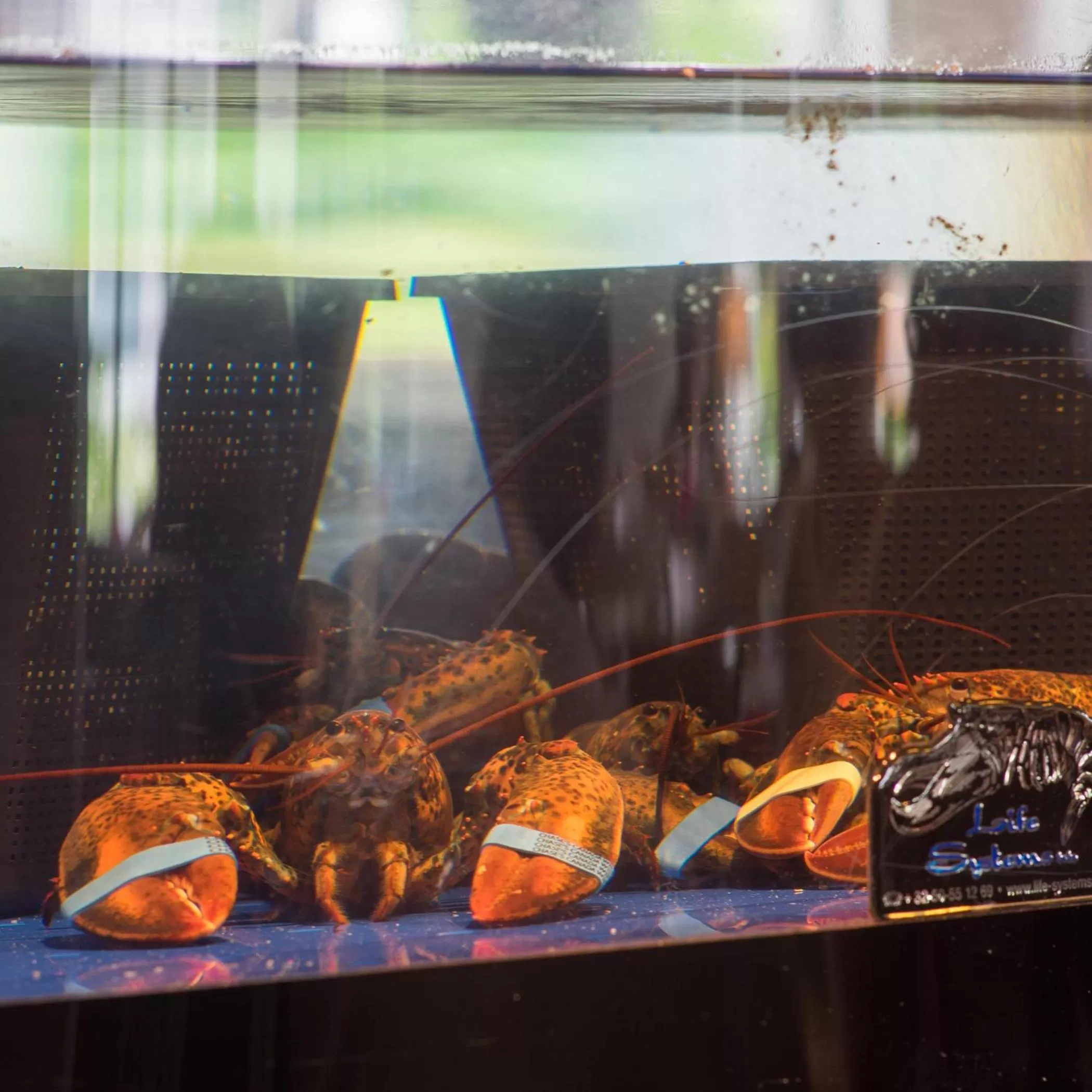 Restaurant/places to eat in De Lindenhoeve Boutique Hotel