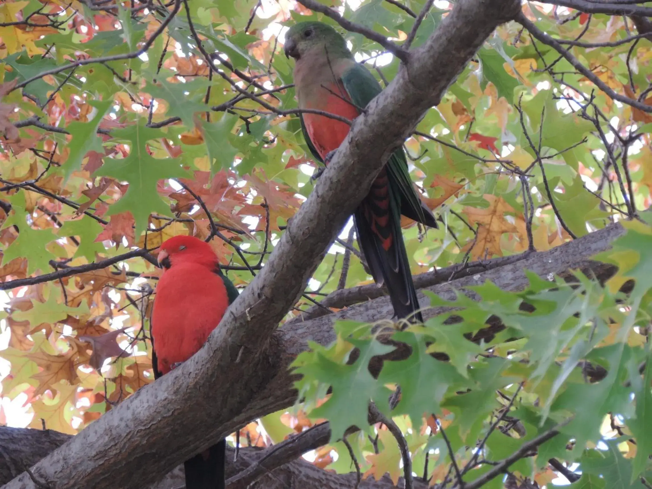 Animals, Other Animals in Greenacres Motel