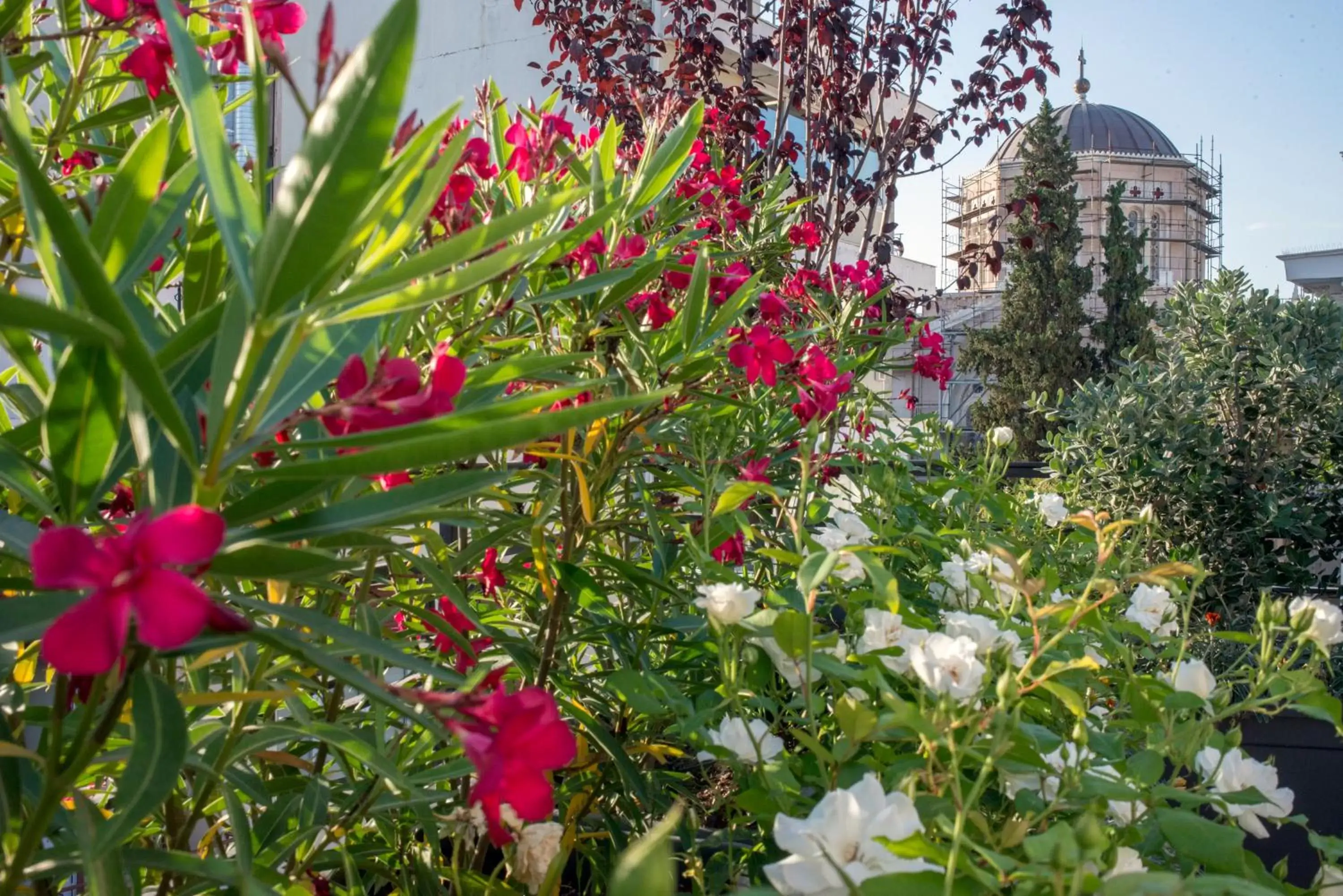 Garden in Kimon Hotel Athens