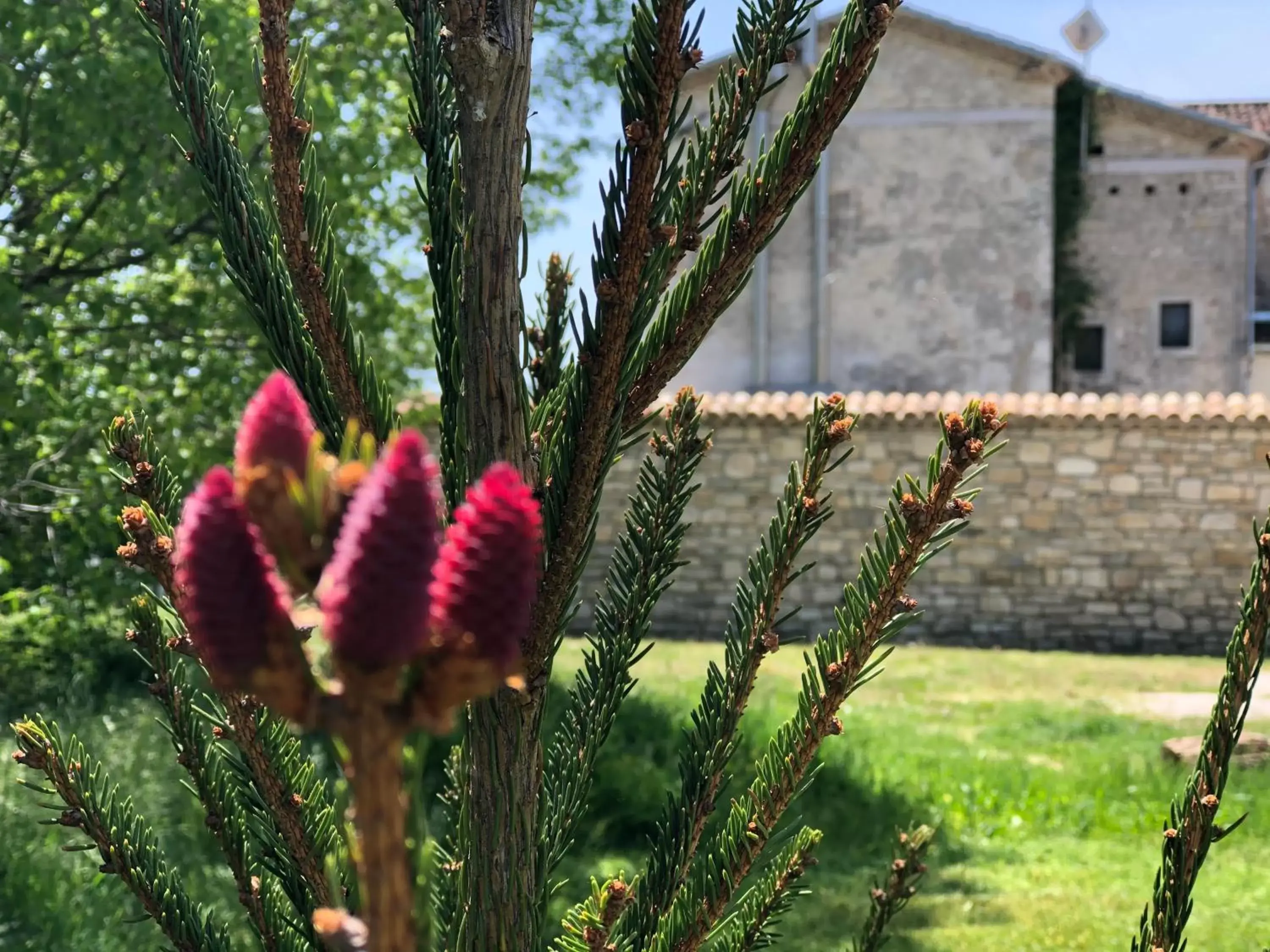 Garden in Antica Taverna del Principe