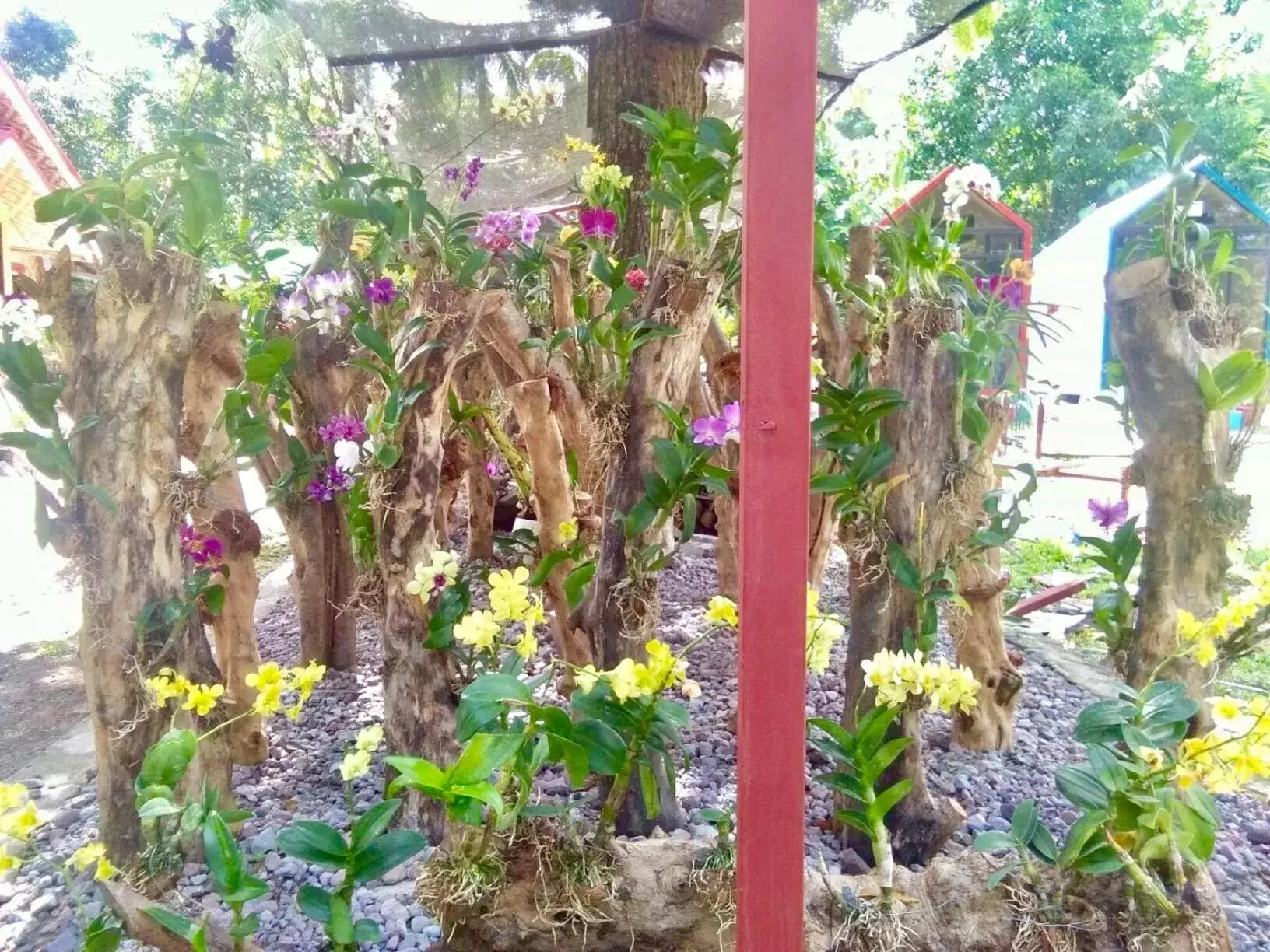 Garden in Lanzones Cabana