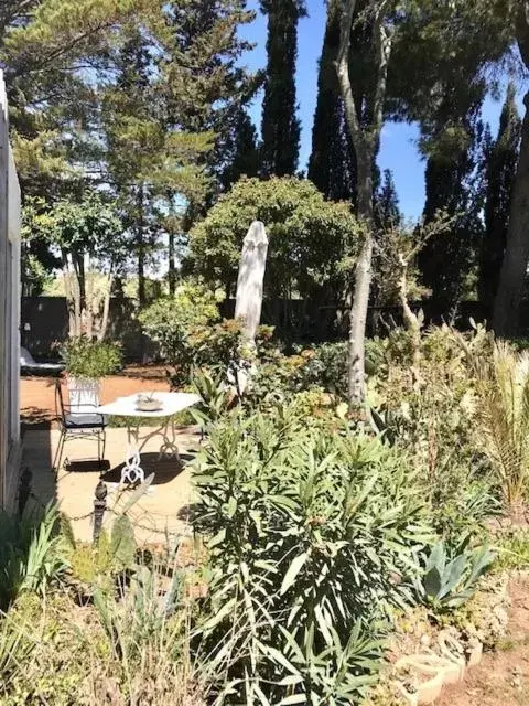 Patio, Garden in La cactée singulière