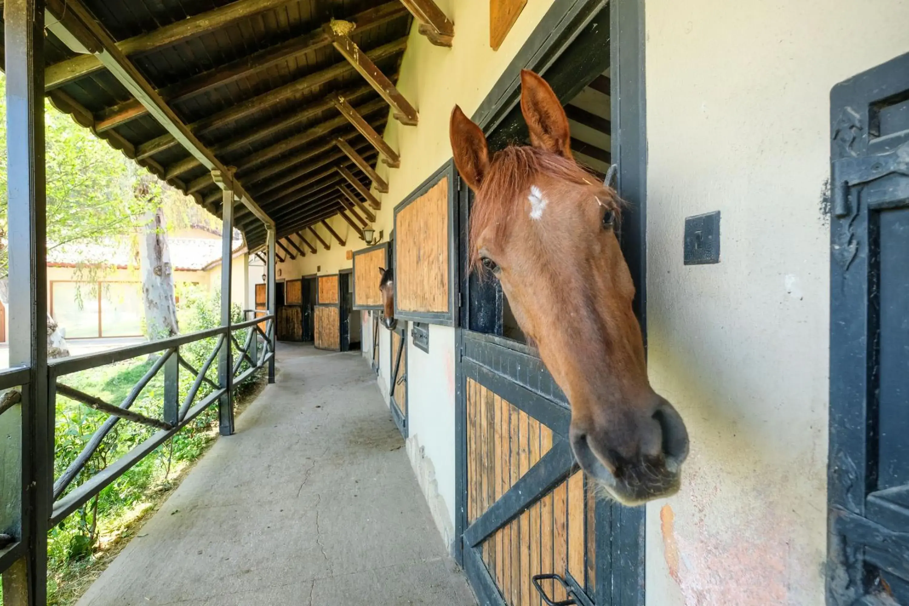 Horse-riding, Other Animals in Hotel Berke Ranch&Nature