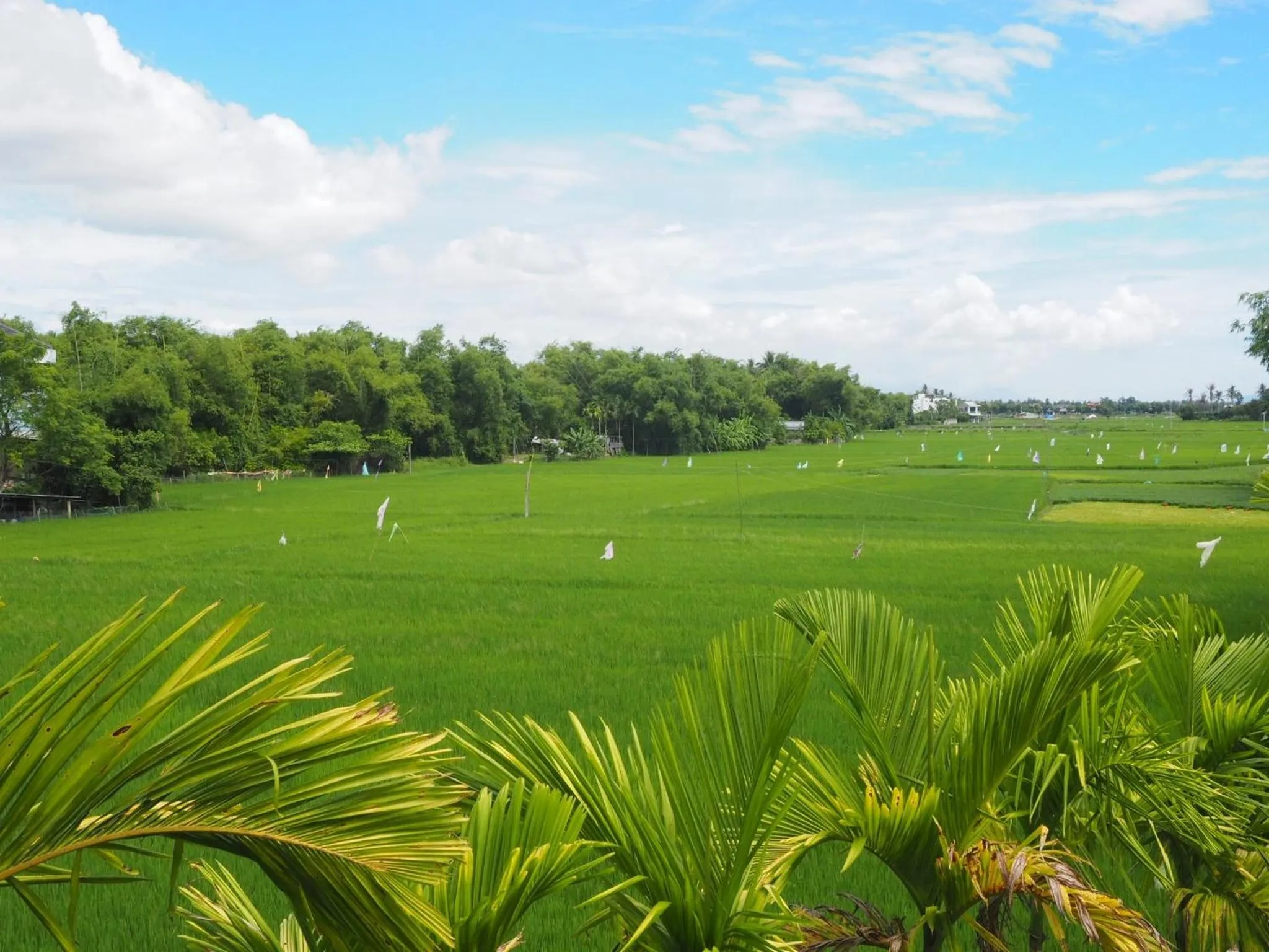 Garden view in Azumi