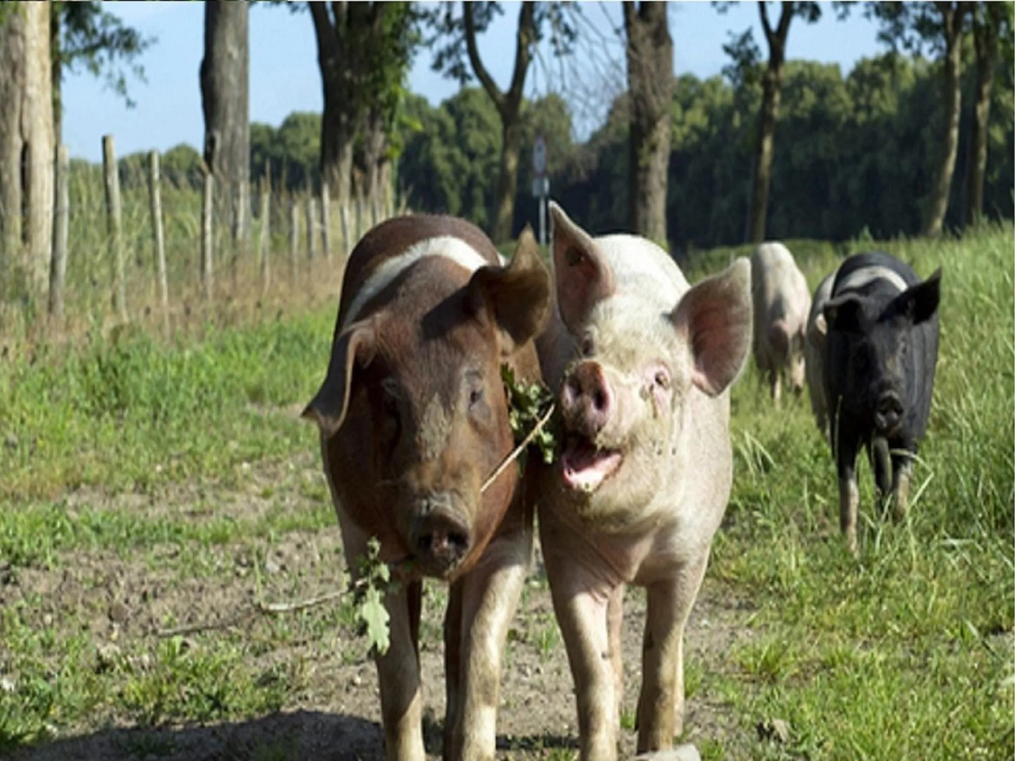 Food in Hotel Creusen