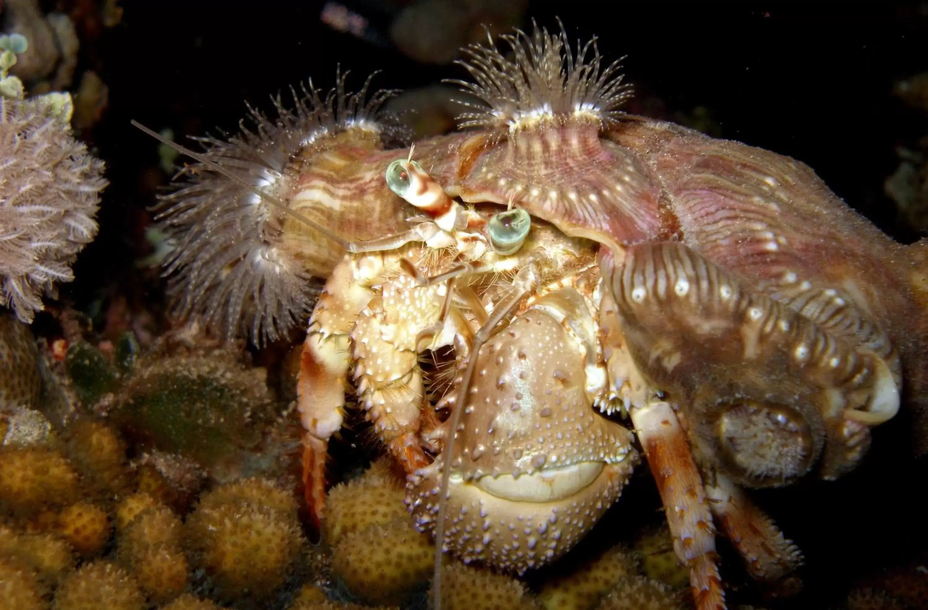 Snorkeling, Other Animals in Coral Sun Beach