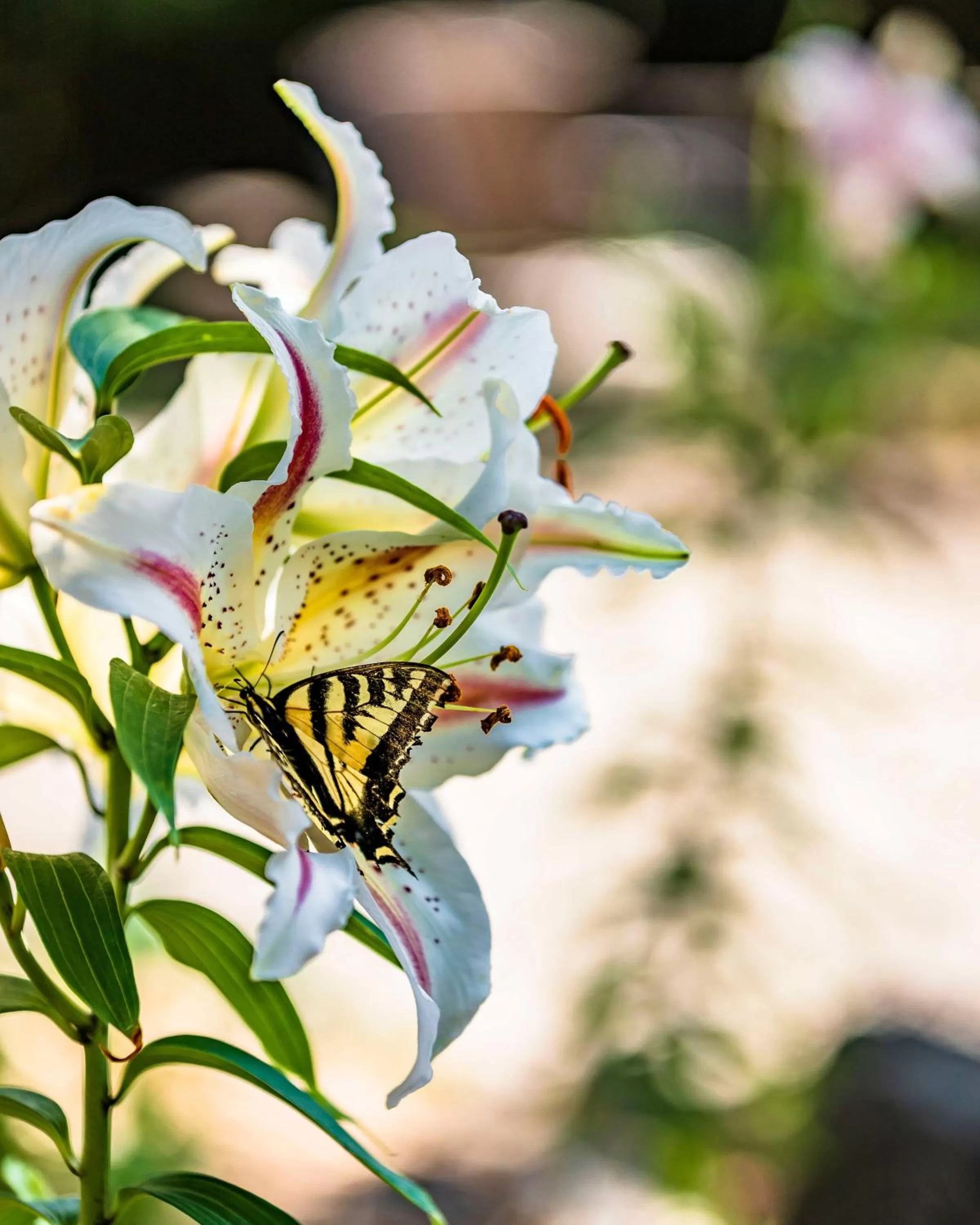 Garden in Carson Ridge Luxury Cabins