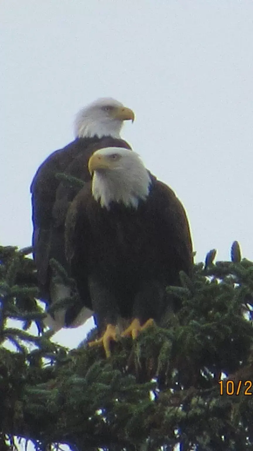 View (from property/room), Other Animals in The Waldport Inn