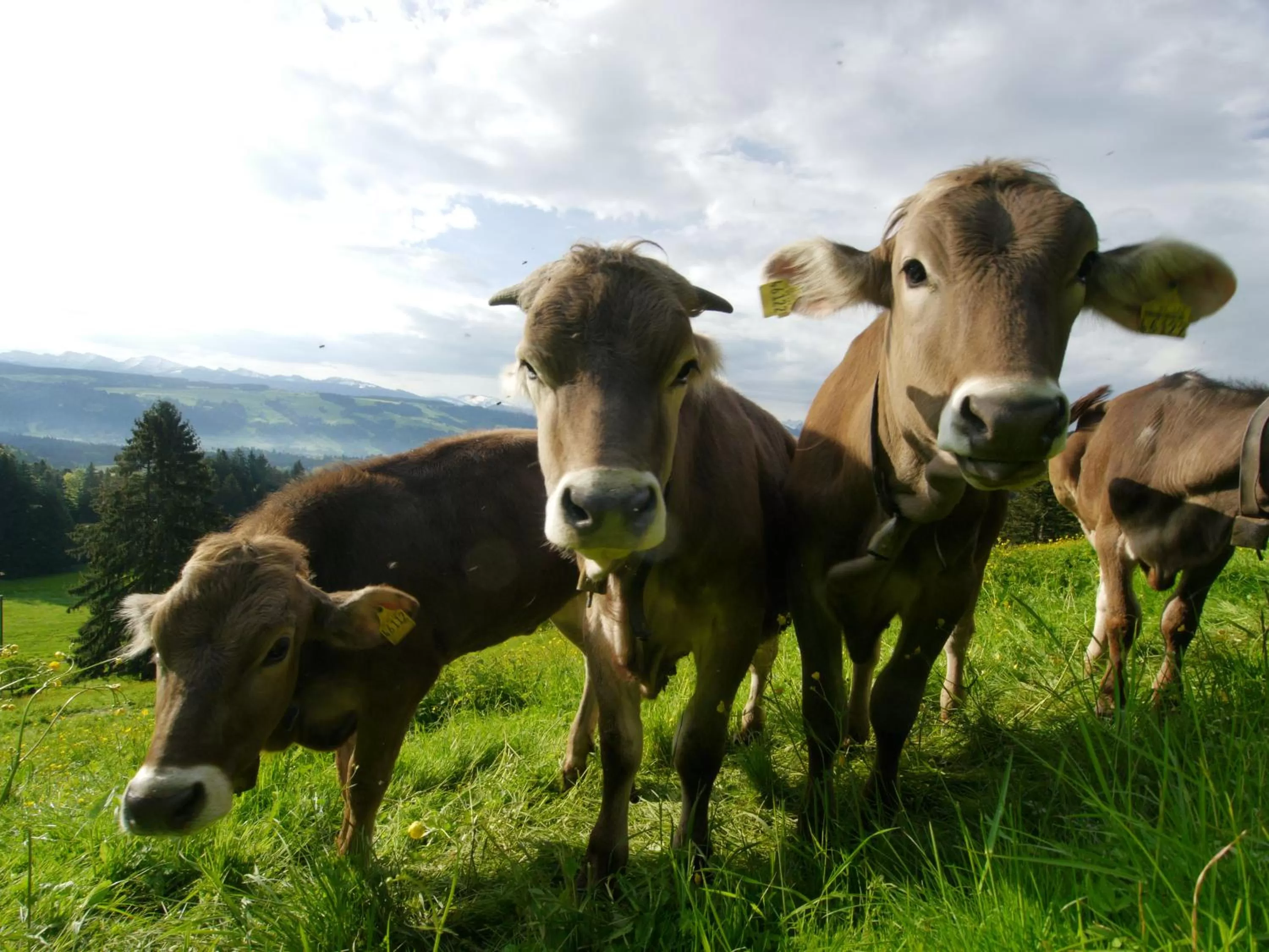Animals in Hotel Post - regionales großes Frühstücksbuffet - auch GF & LF