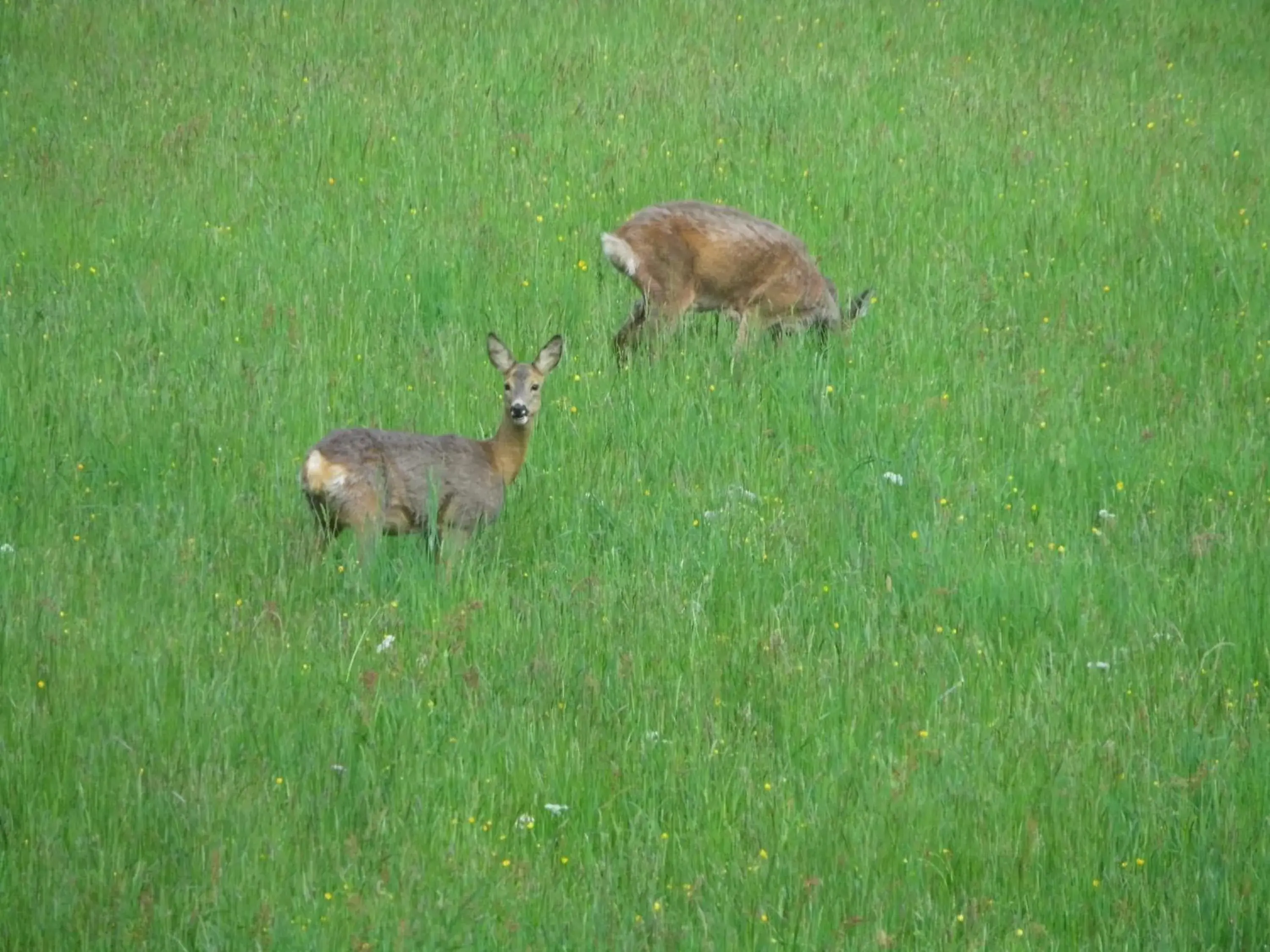 Garden, Other Animals in Alpenhof