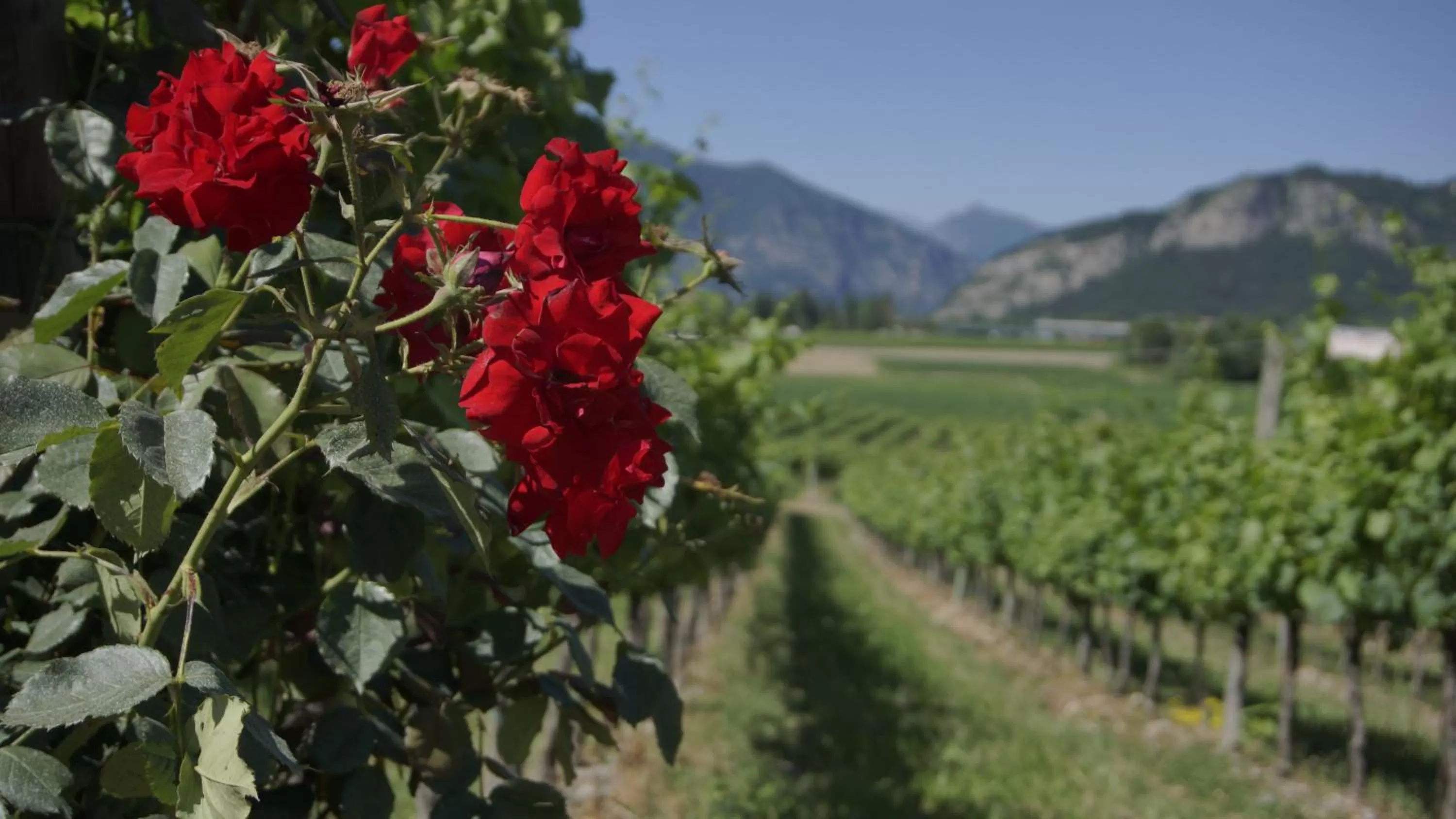 B&B CORTE SANT'ANGELO