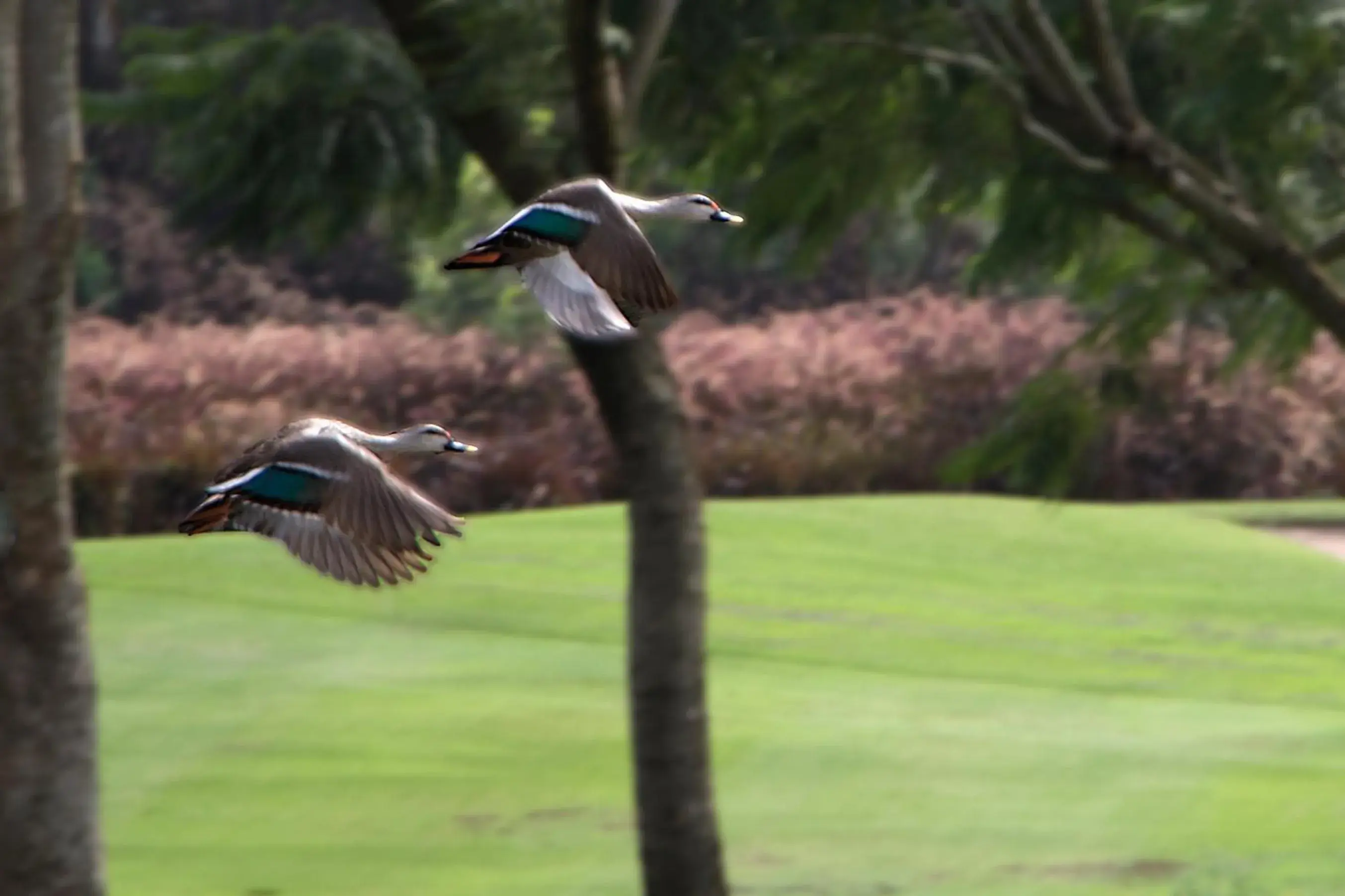 Property building, Other Animals in Oxford Golf Resort