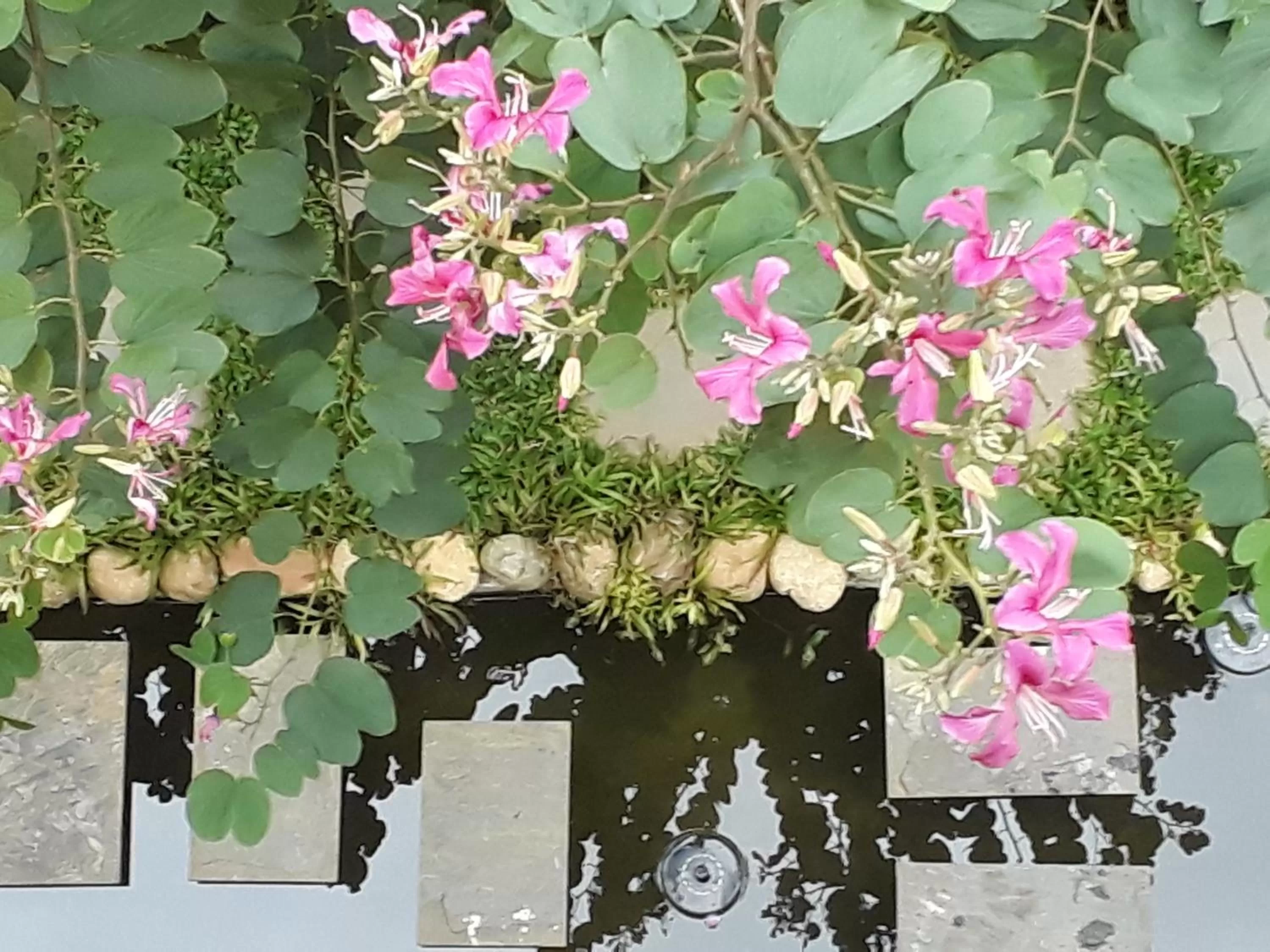 Bird's eye view in Pink Tulip Hoi An