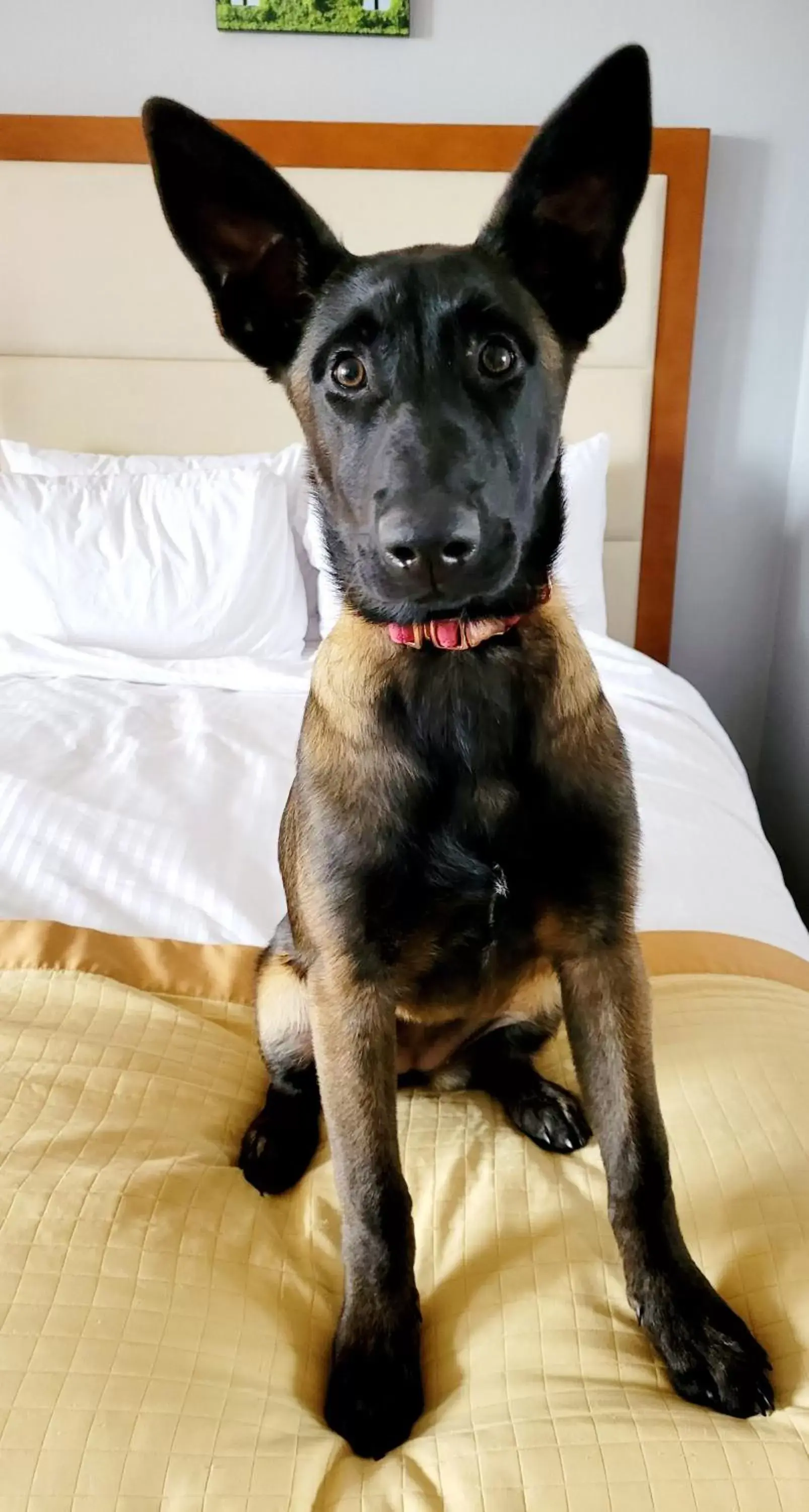 Dog Friendly King Bed Non-Smoking in Bangor Grande Hotel Dog Friendly King Bed Non-Smoking in Bangor Grande Hotel