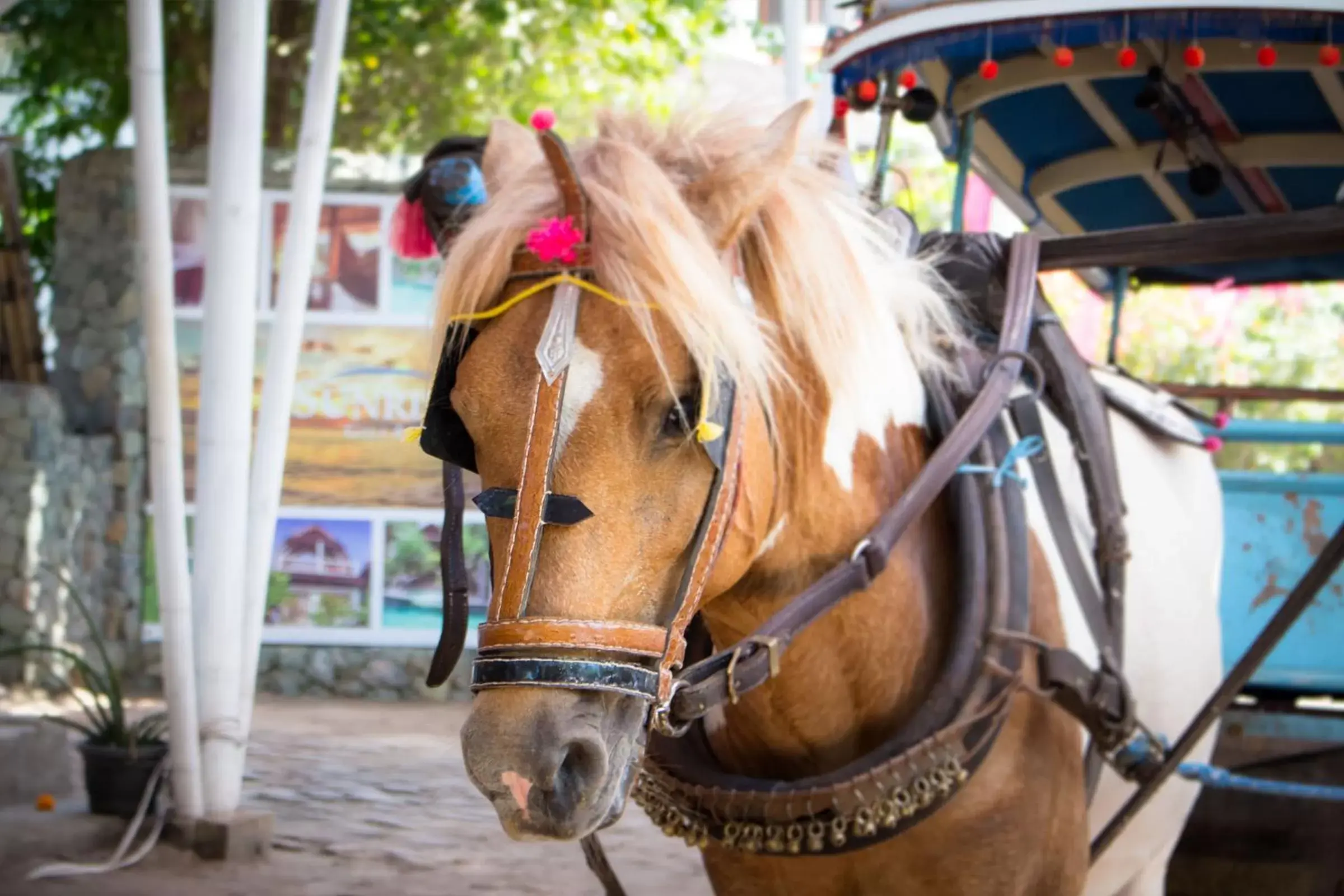 Animals, Other Animals in Sunrise Resort