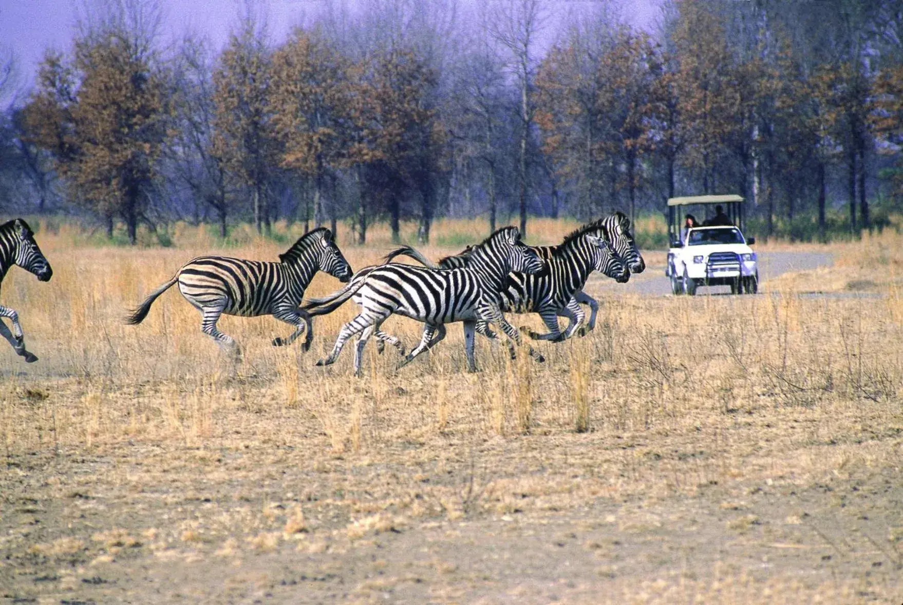 Animals, Other Animals in Emerald Resort & Casino