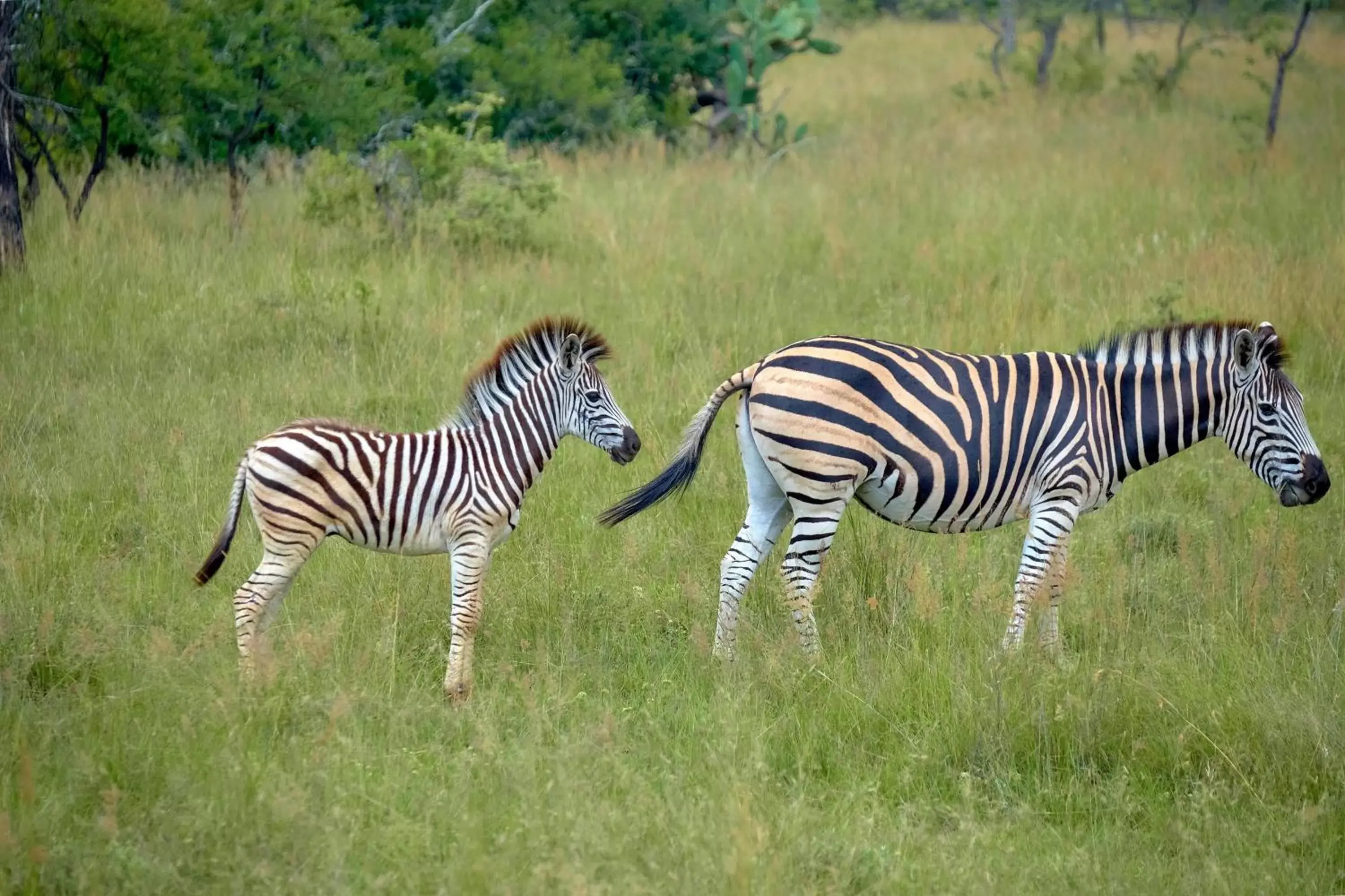 Other, Other Animals in Protea Hotel by Marriott Polokwane Ranch Resort