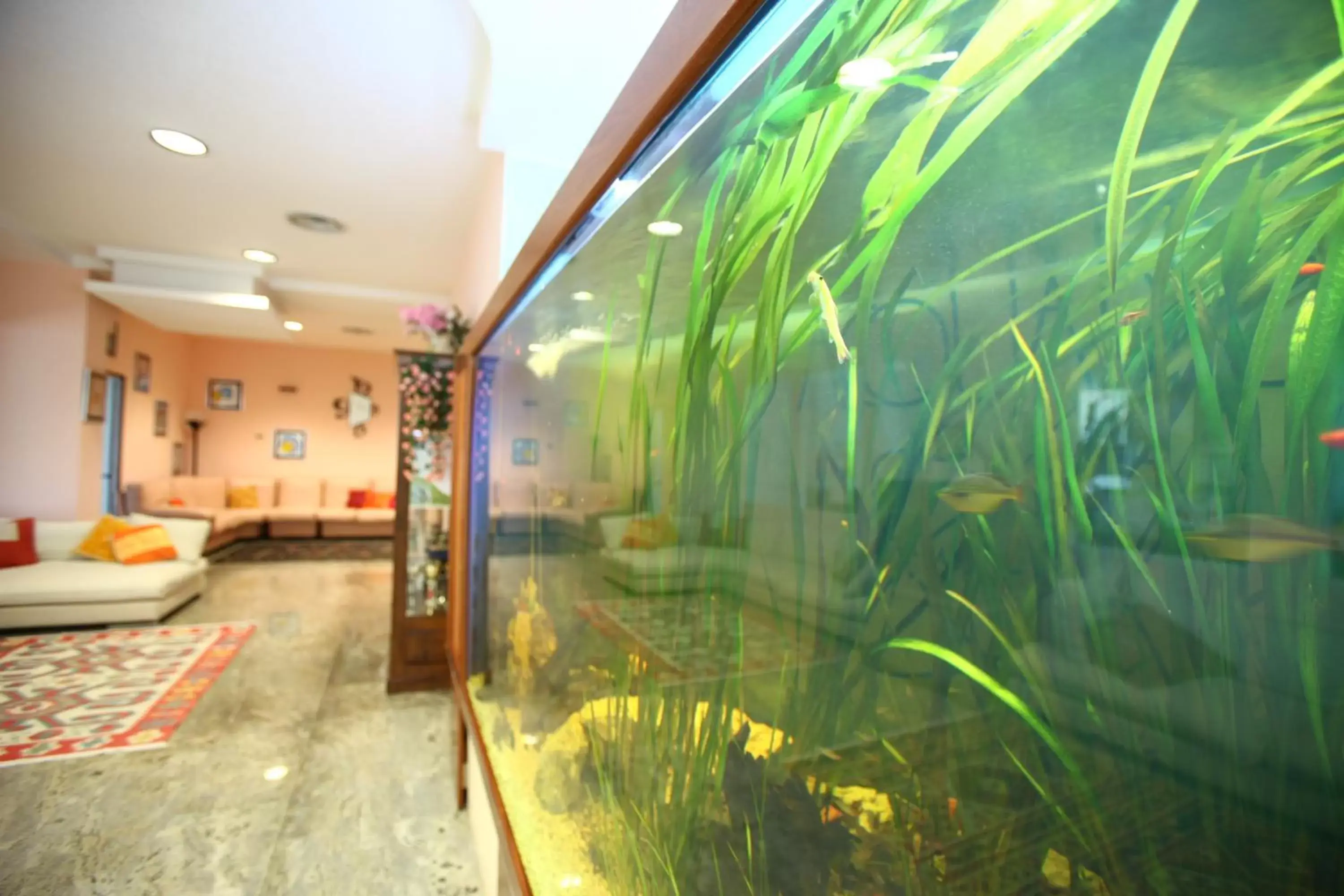 Lobby or reception, Swimming Pool in Hotel Acquario