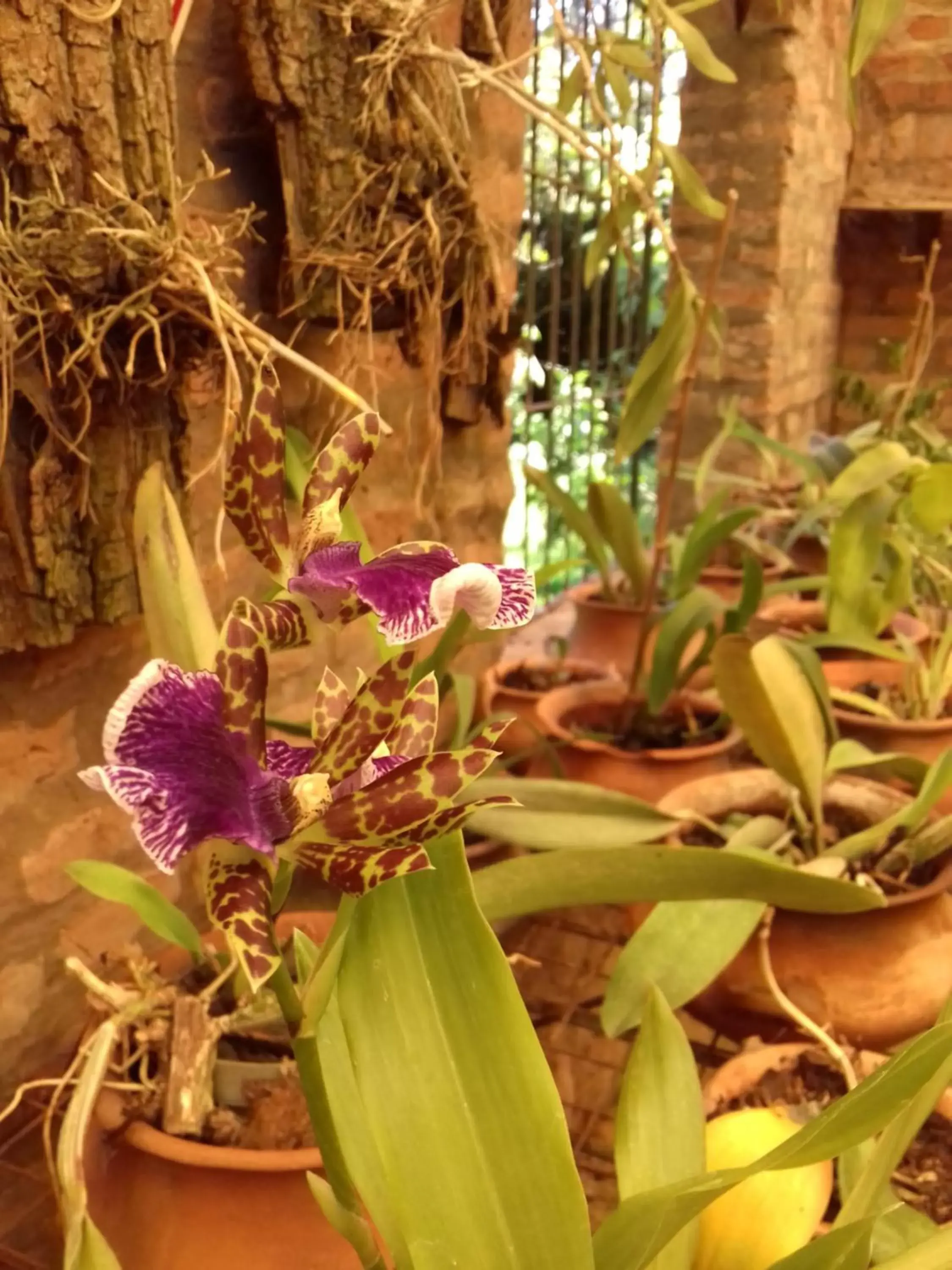 Garden in La Cautiva Iguazú Hotel