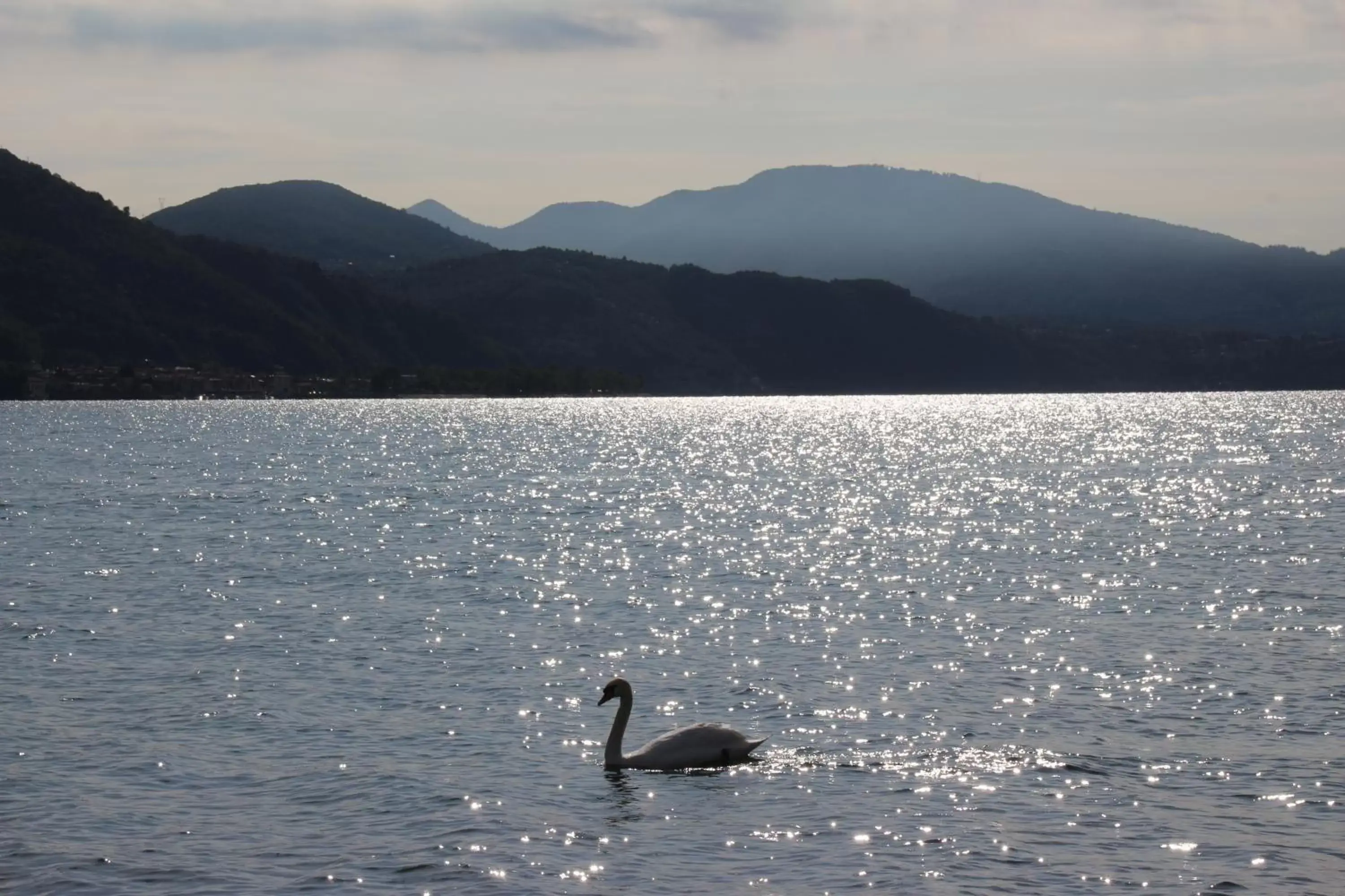 Natural landscape, Other Animals in Hotel Millennium