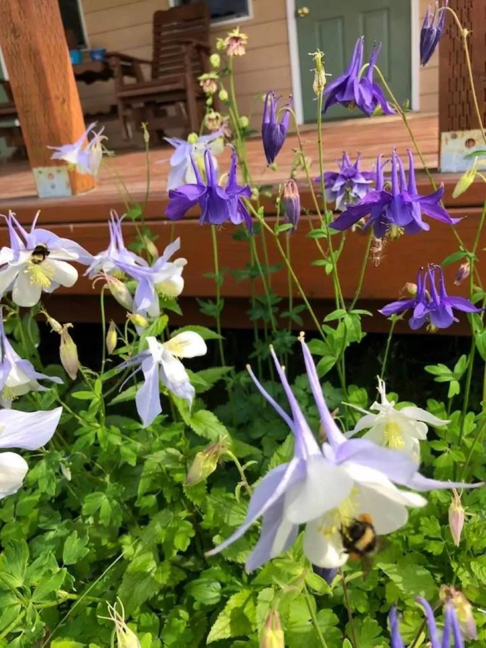 Garden view in McKinley View B&B