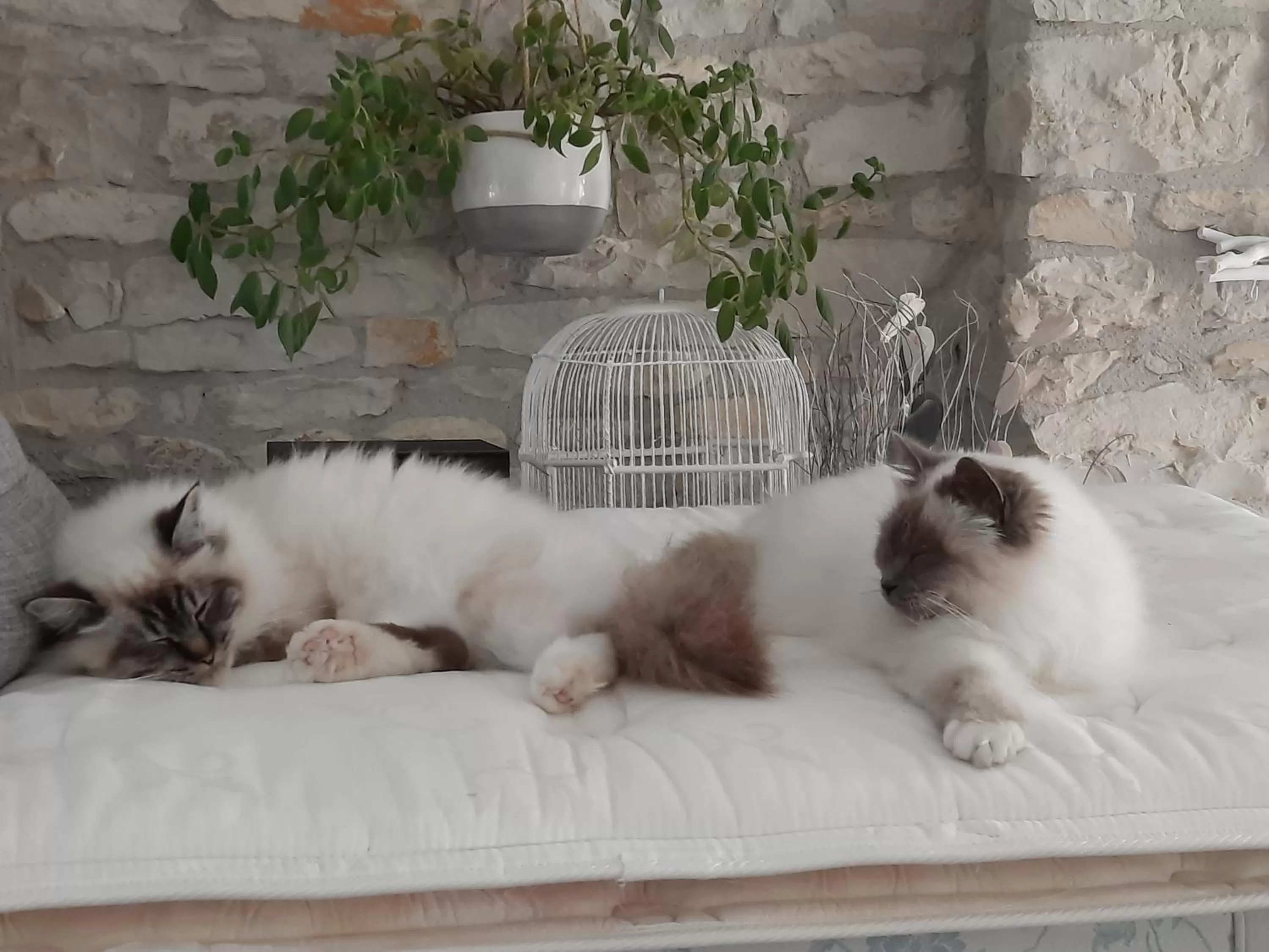 Other, Pets in L'instant bleu