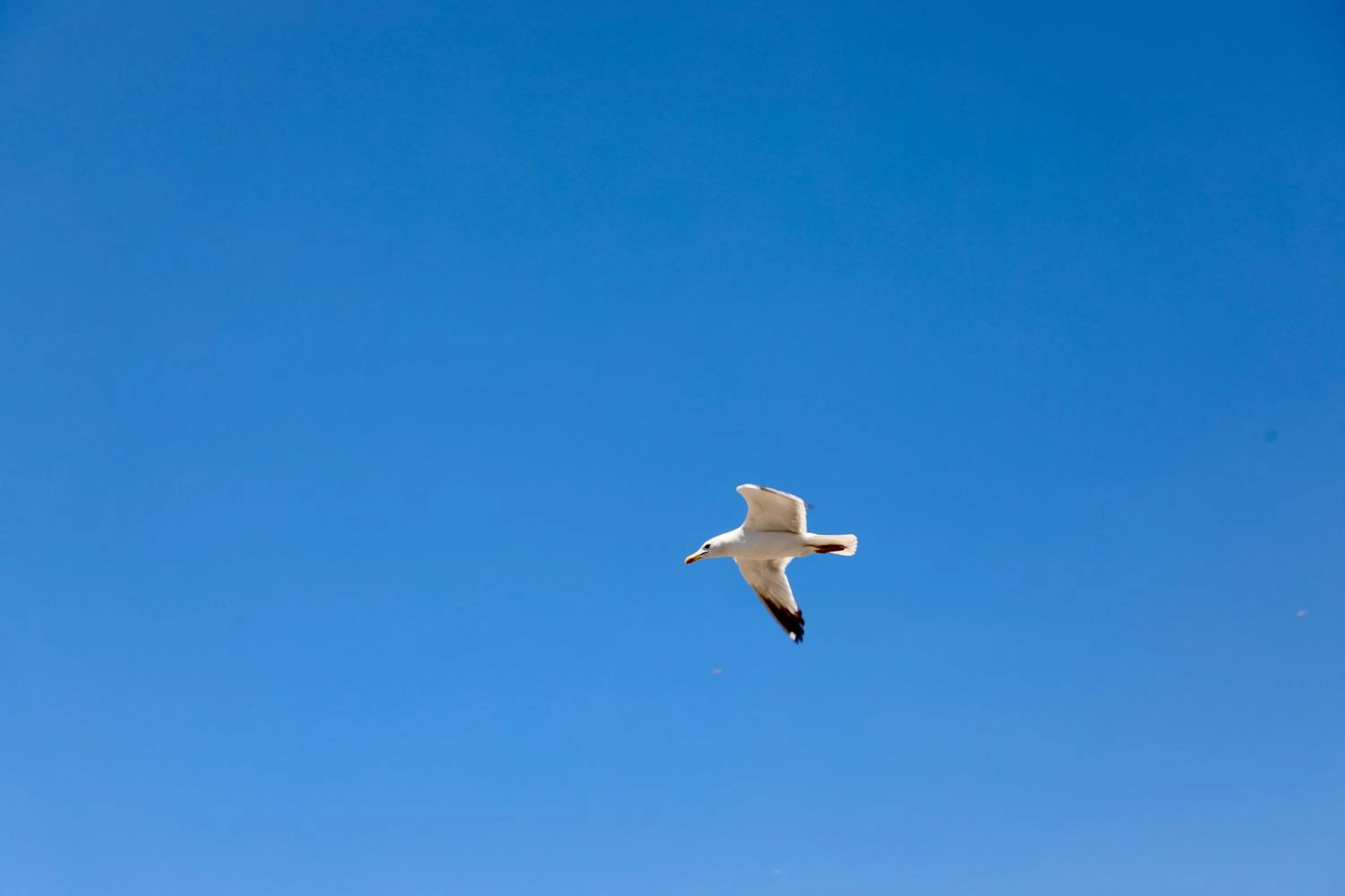 Day in Istanbul Royal Hotel