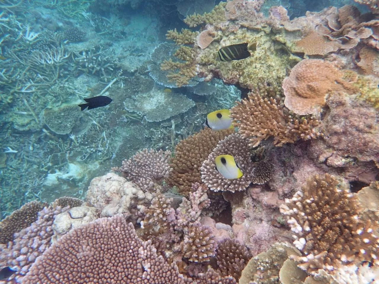 Animals in Torquay Terrace Bed & Breakfast