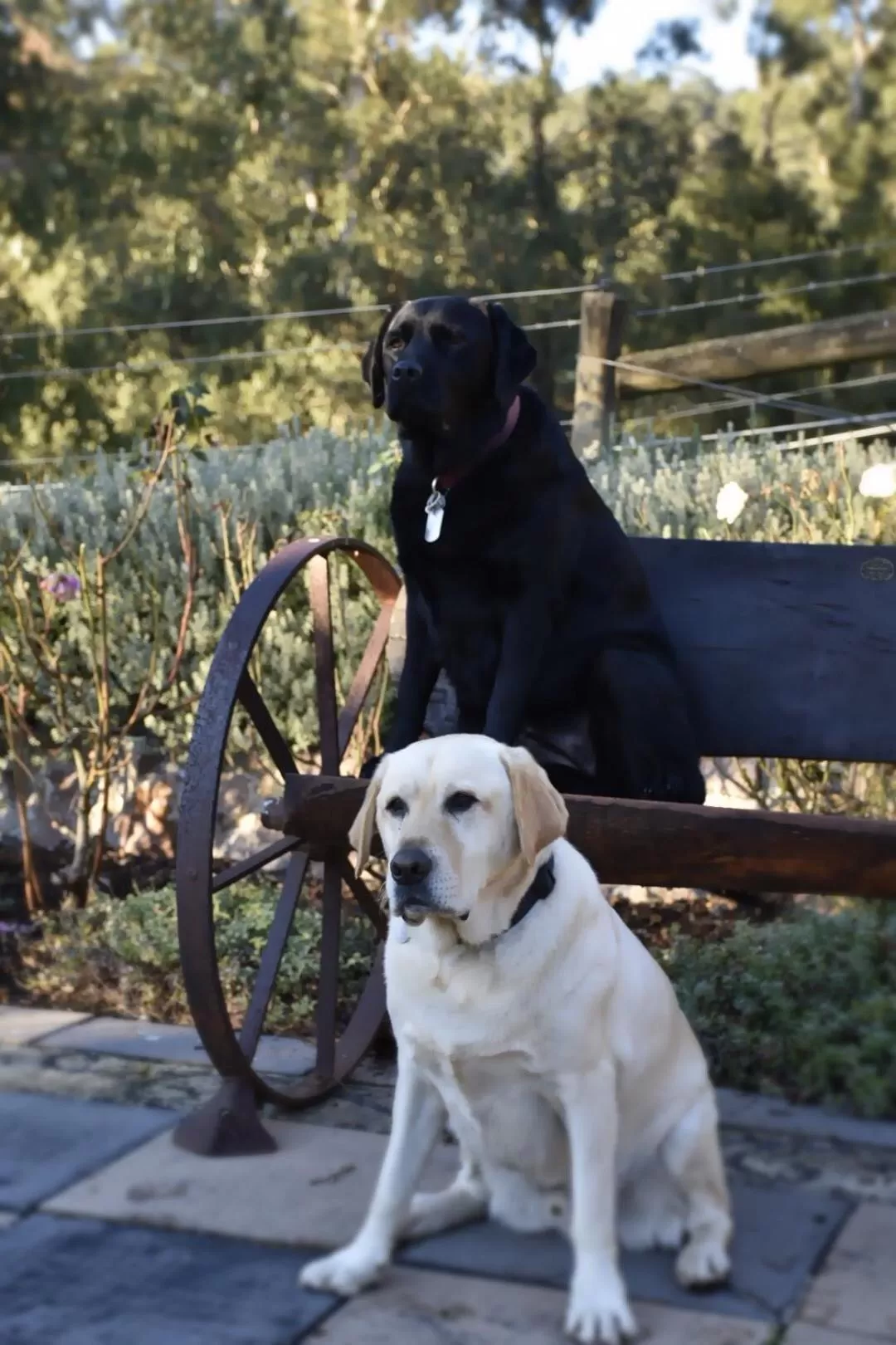 Pets in Rosewood Park Guest Suite