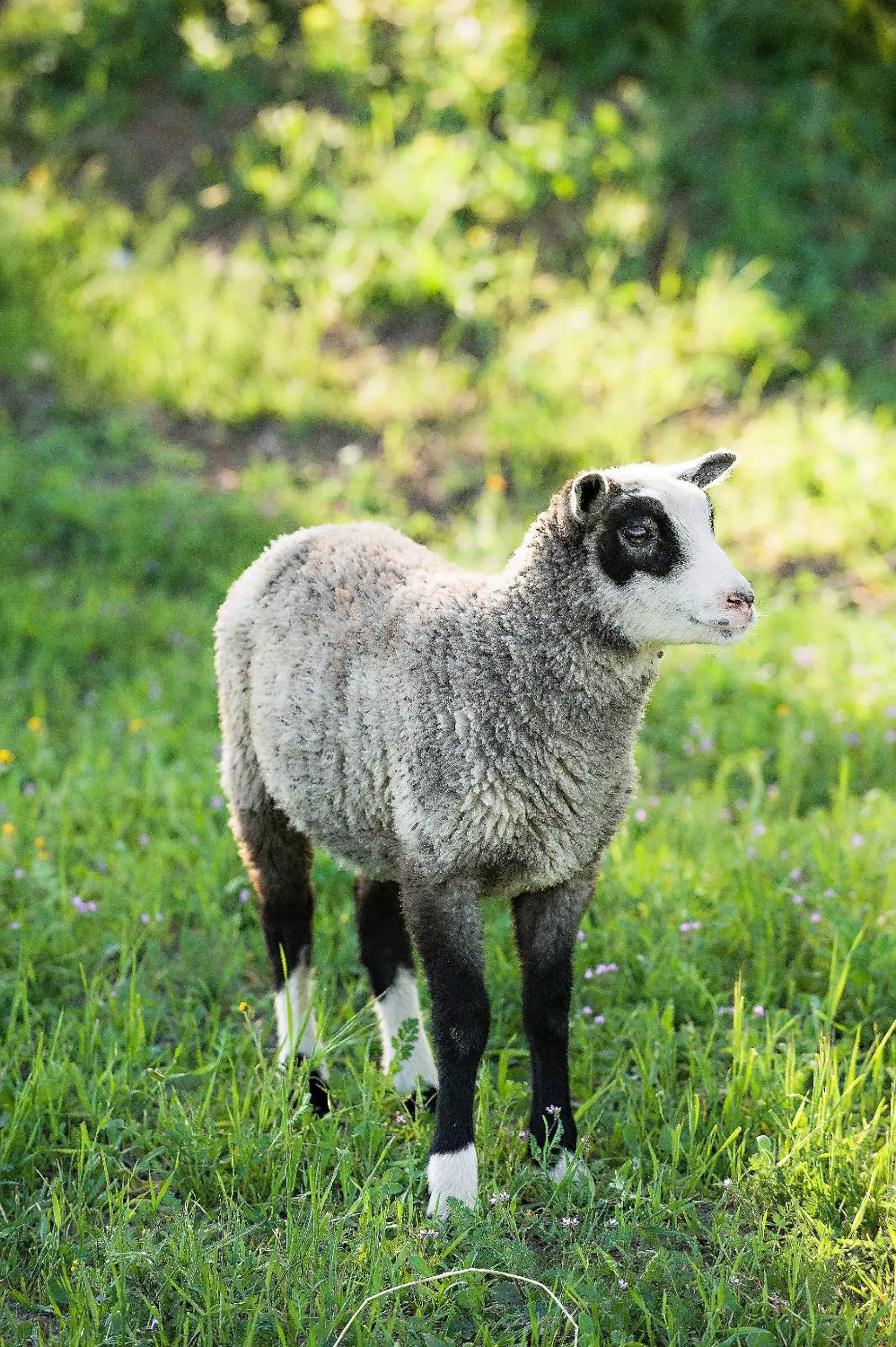 Other Animals in Rêves de Moutons