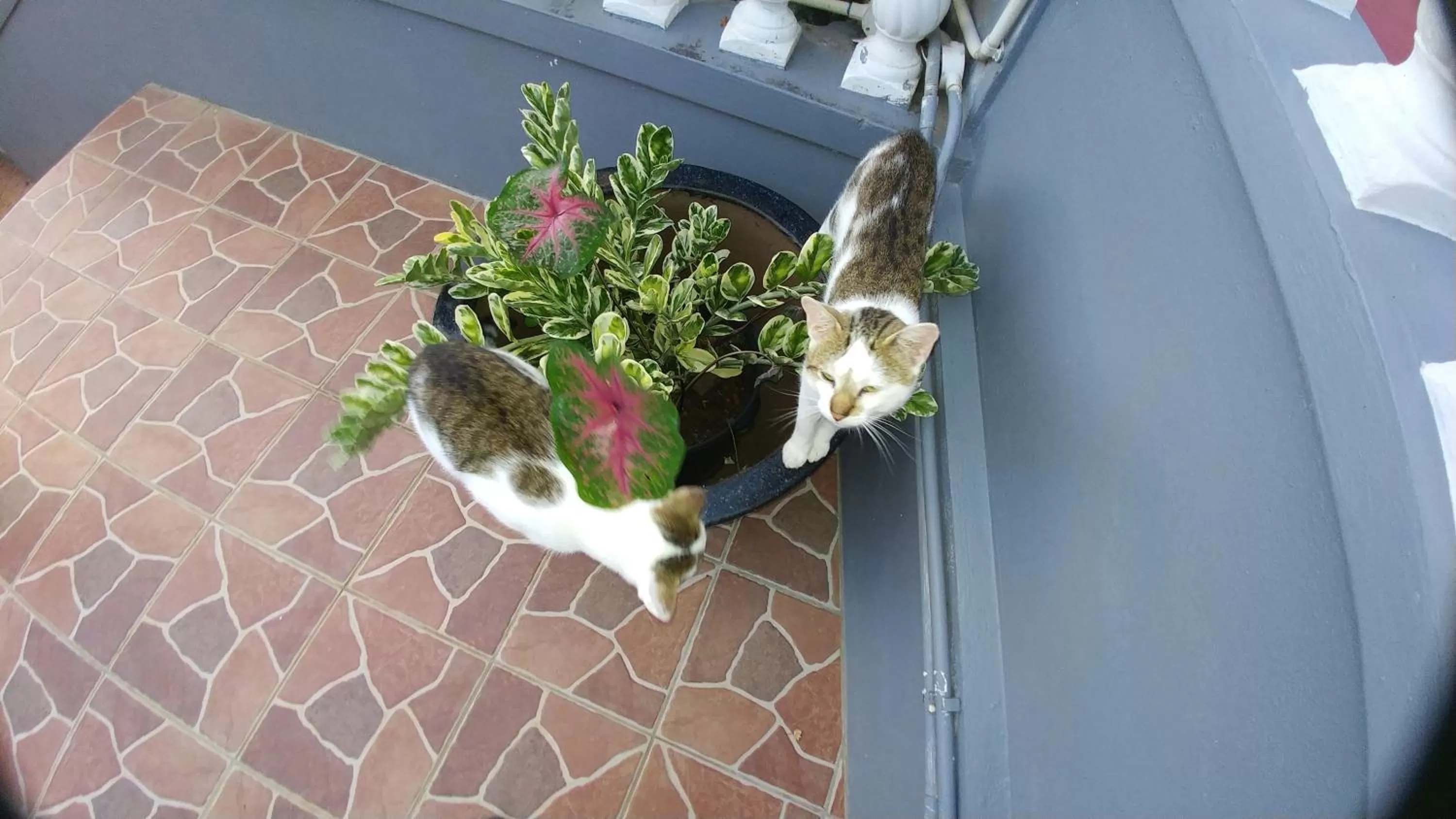 Classique International in Dominica